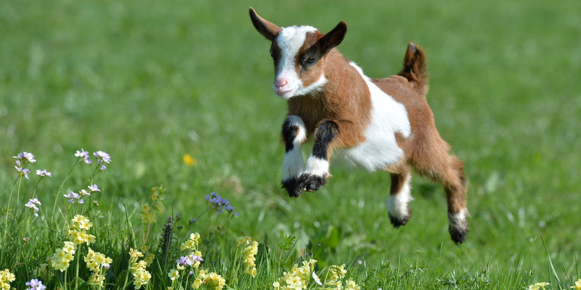 Baby Goat Wallpapers Wallpaper Cave