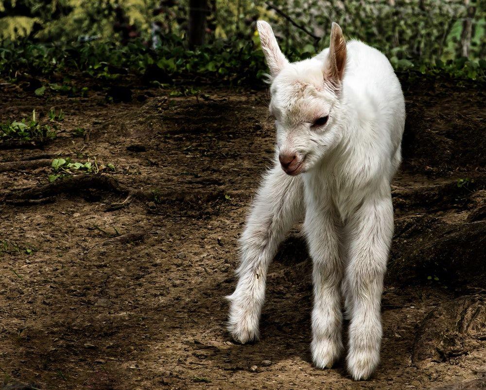 Baby Goat Wallpapers Wallpaper Cave