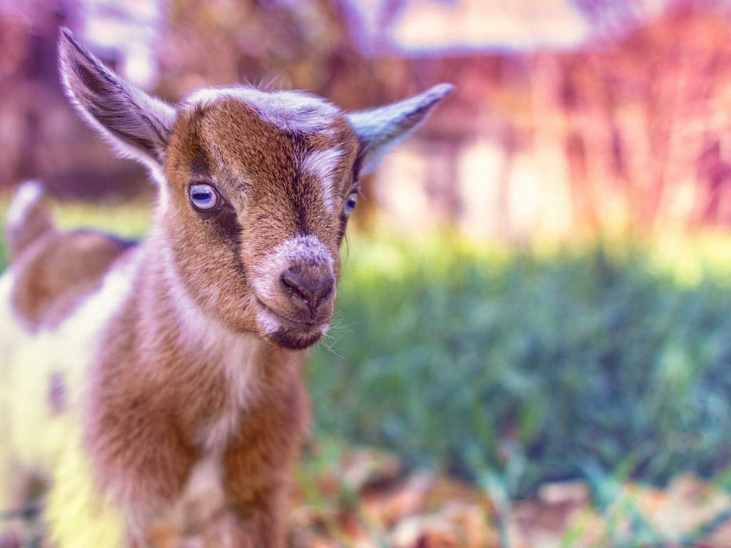 Baby Goat Wallpapers Wallpaper Cave
