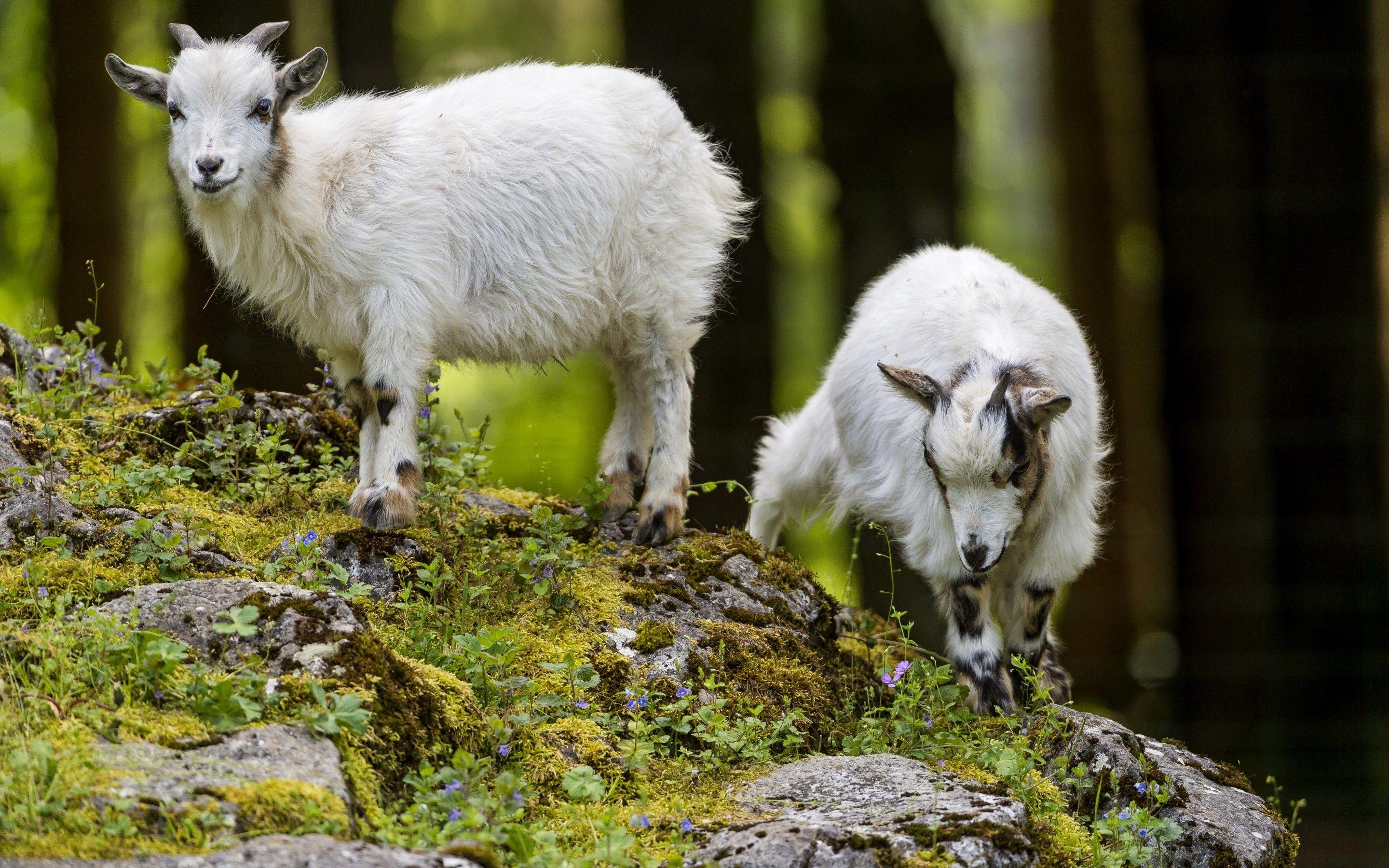 Baby Goat Wallpapers Wallpaper Cave