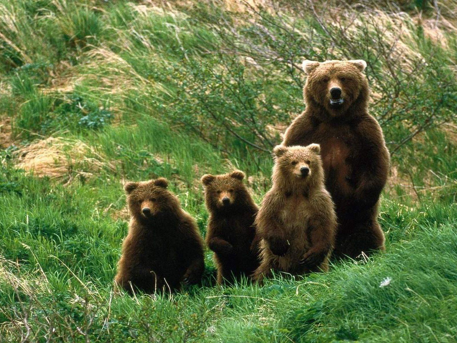 Baby Bears Wallpapers Wallpaper Cave