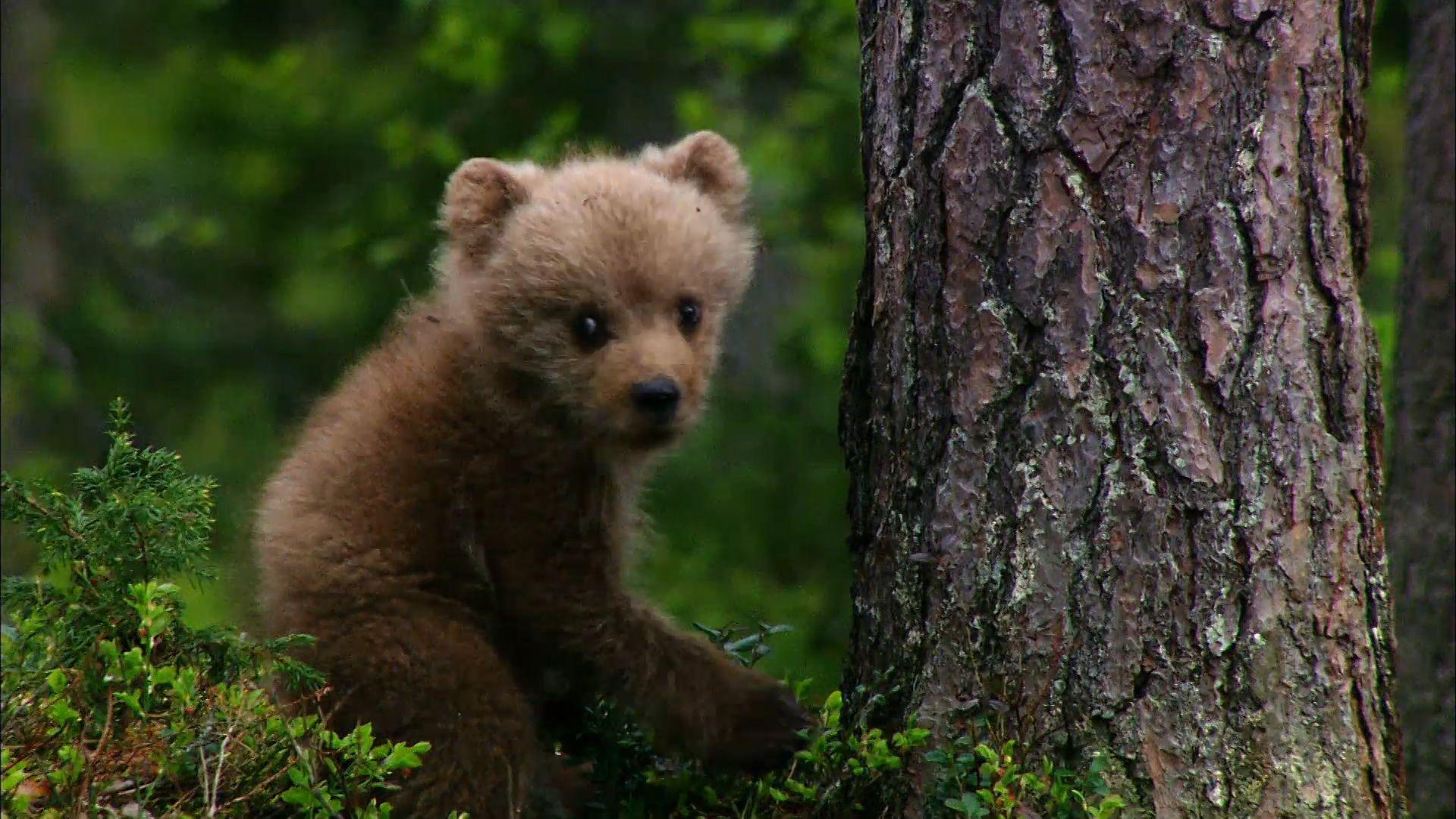 Baby Bears Wallpapers Wallpaper Cave