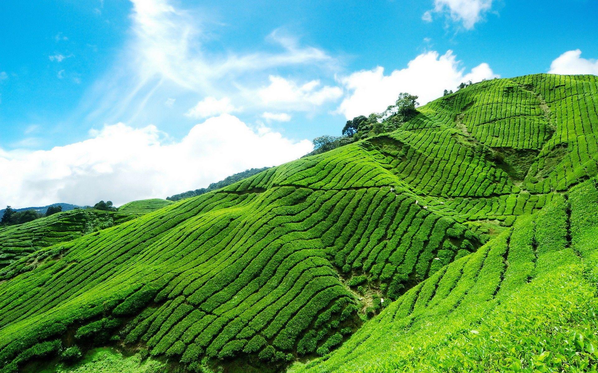 Tea Garden Wallpapers Wallpaper Cave