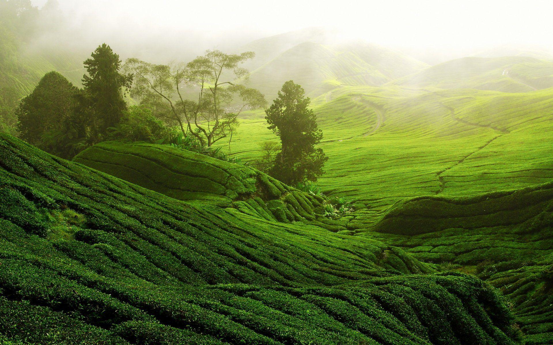 Tea Garden Wallpapers Wallpaper Cave