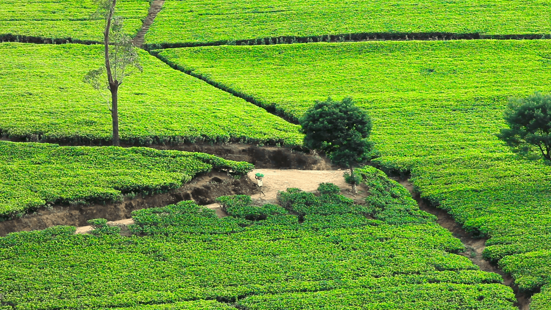 Tea Garden Wallpapers Wallpaper Cave