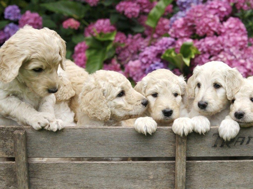 Labradoodles Wallpapers Wallpaper Cave