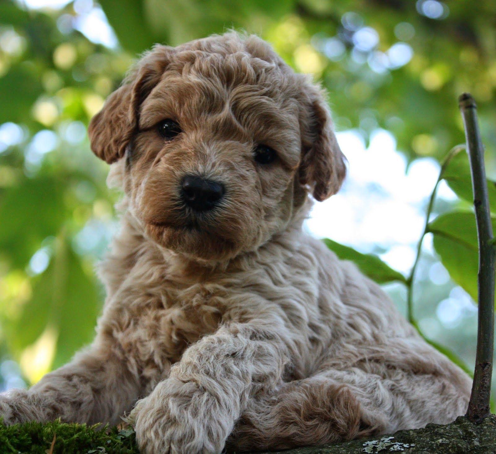 Labradoodles Wallpapers Wallpaper Cave