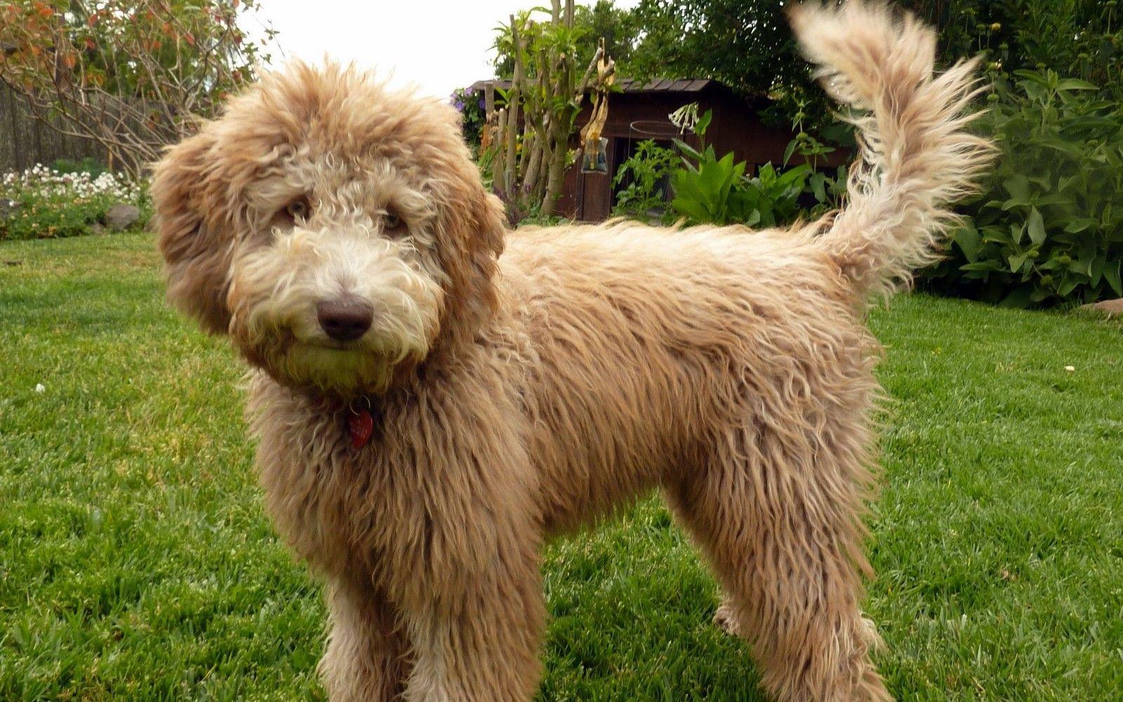 Labradoodles Wallpapers Wallpaper Cave