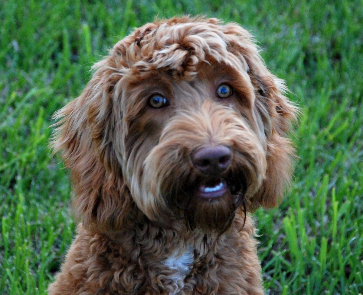 Labradoodles Wallpapers Wallpaper Cave