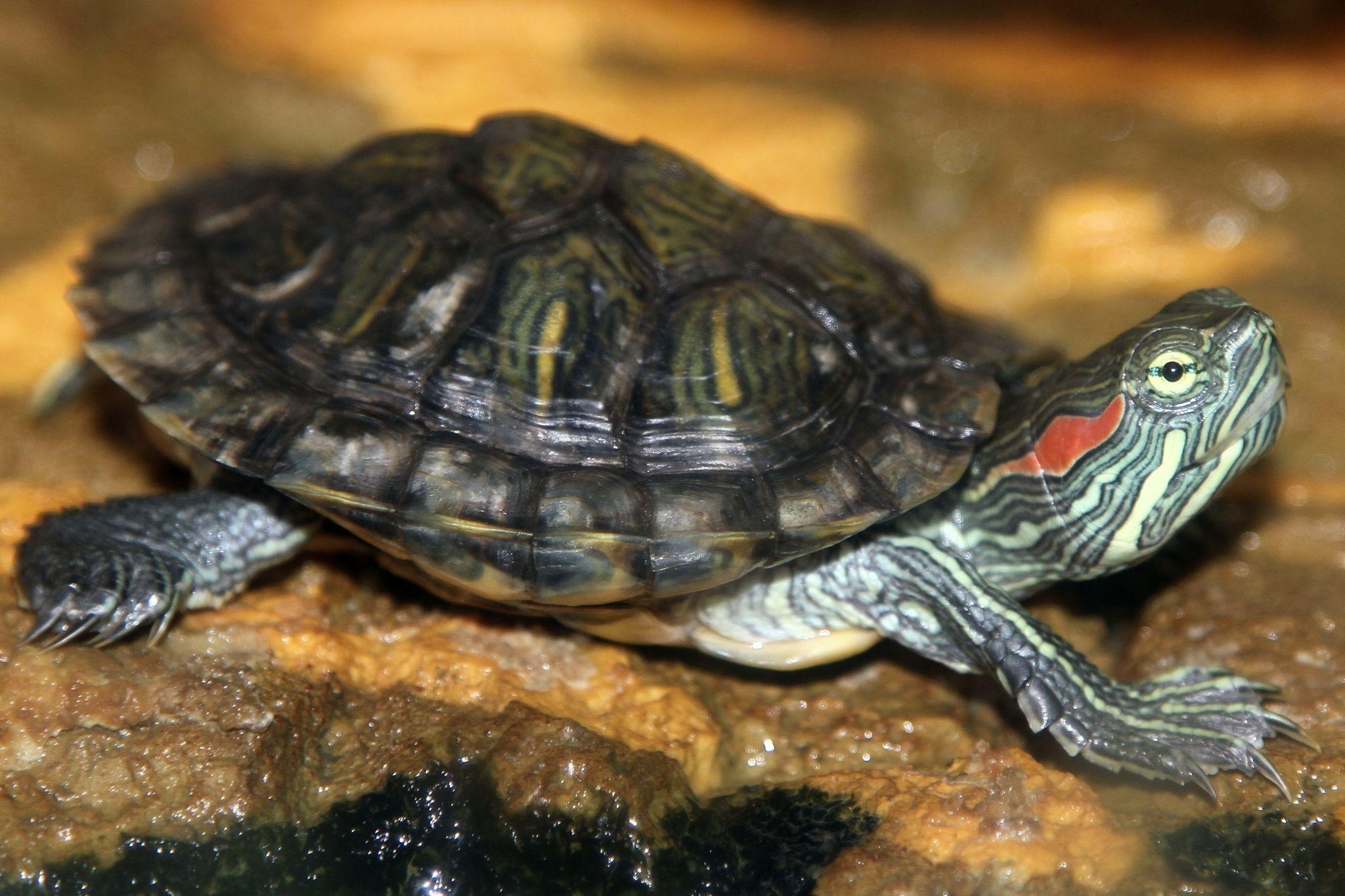Red Eared Slider Turtle Wallpapers Wallpaper Cave
