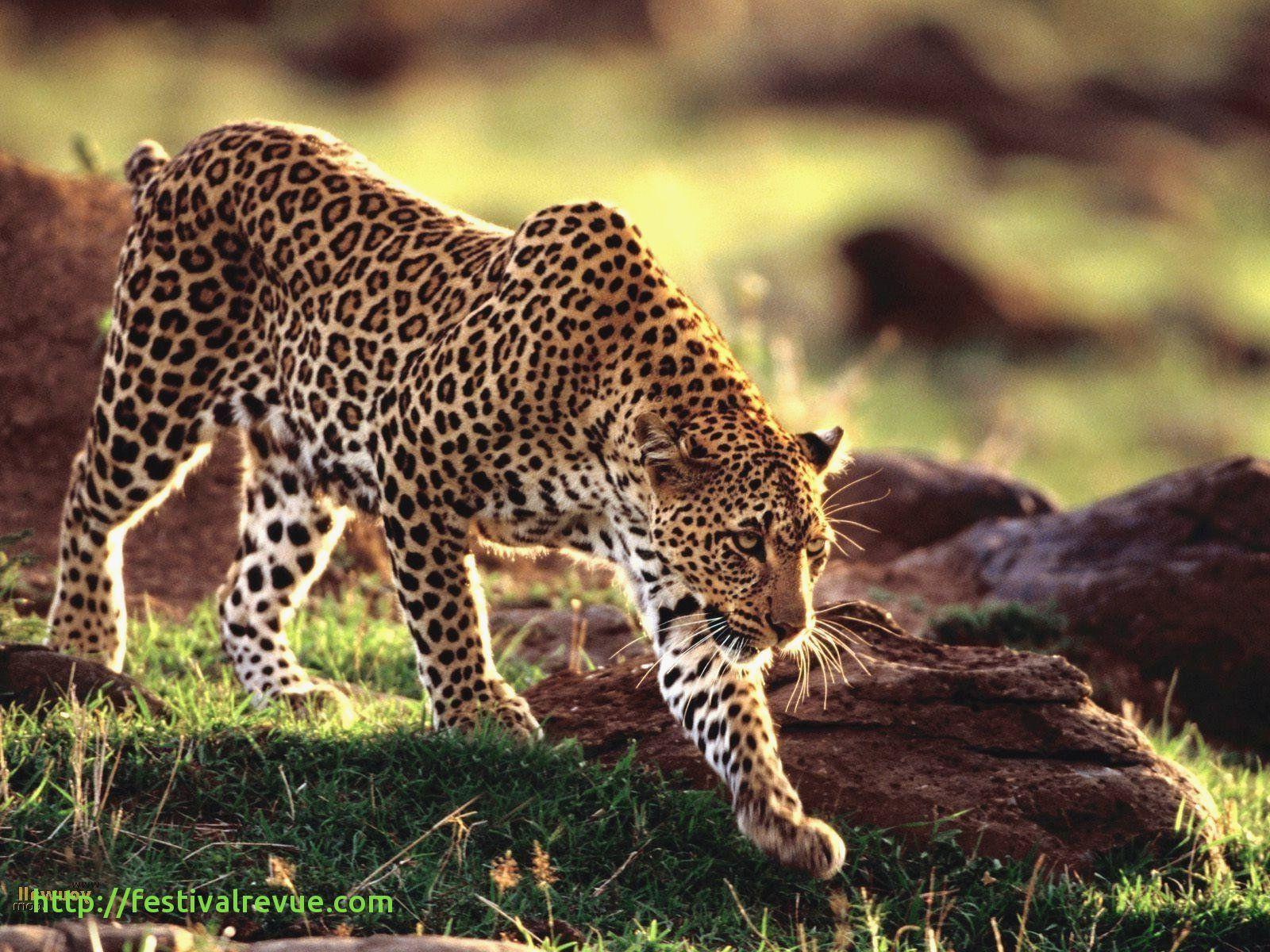 Zoo Animals Wallpapers Wallpaper Cave