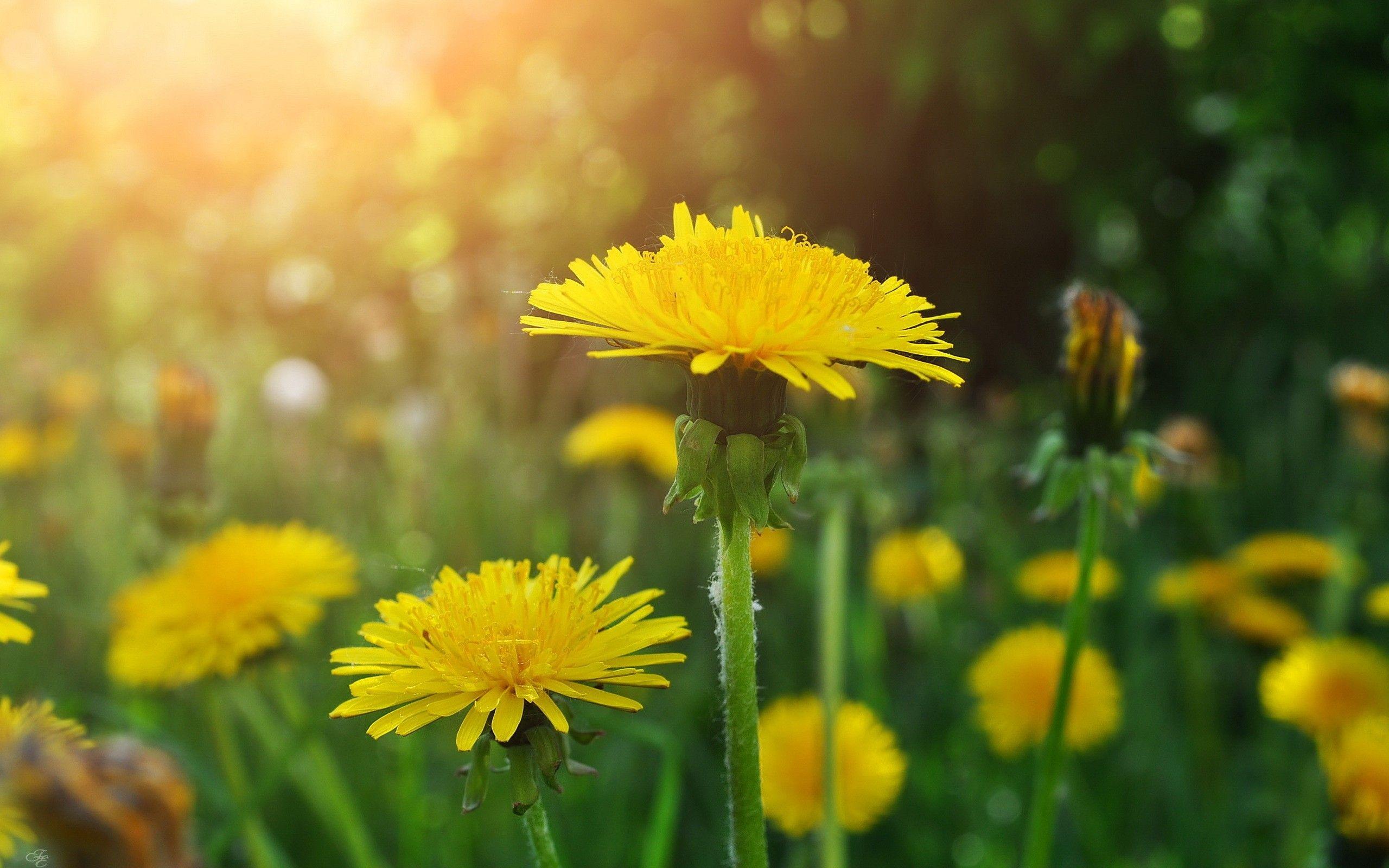 Dandelions Wallpapers Wallpaper Cave