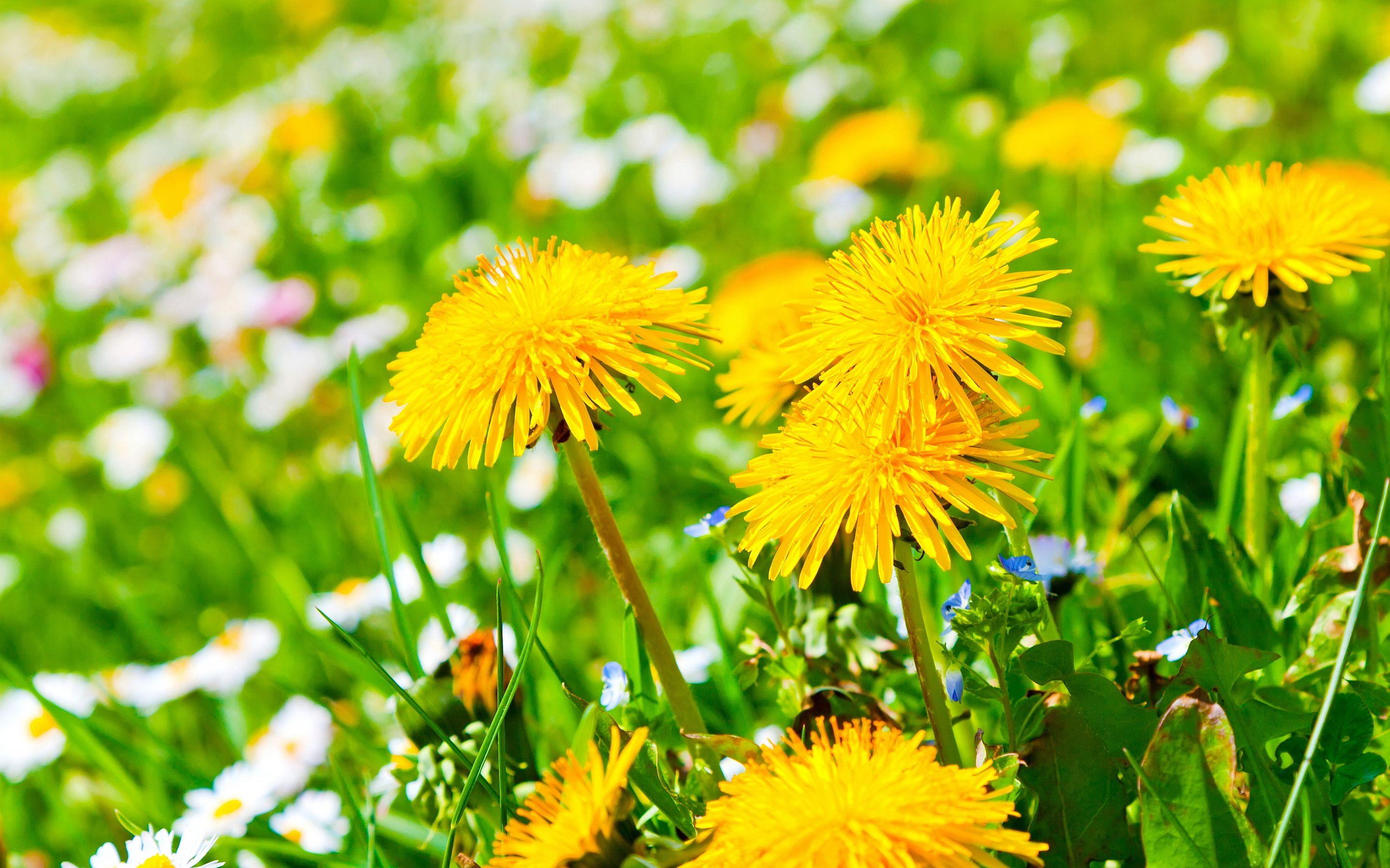 Dandelions Wallpapers Wallpaper Cave