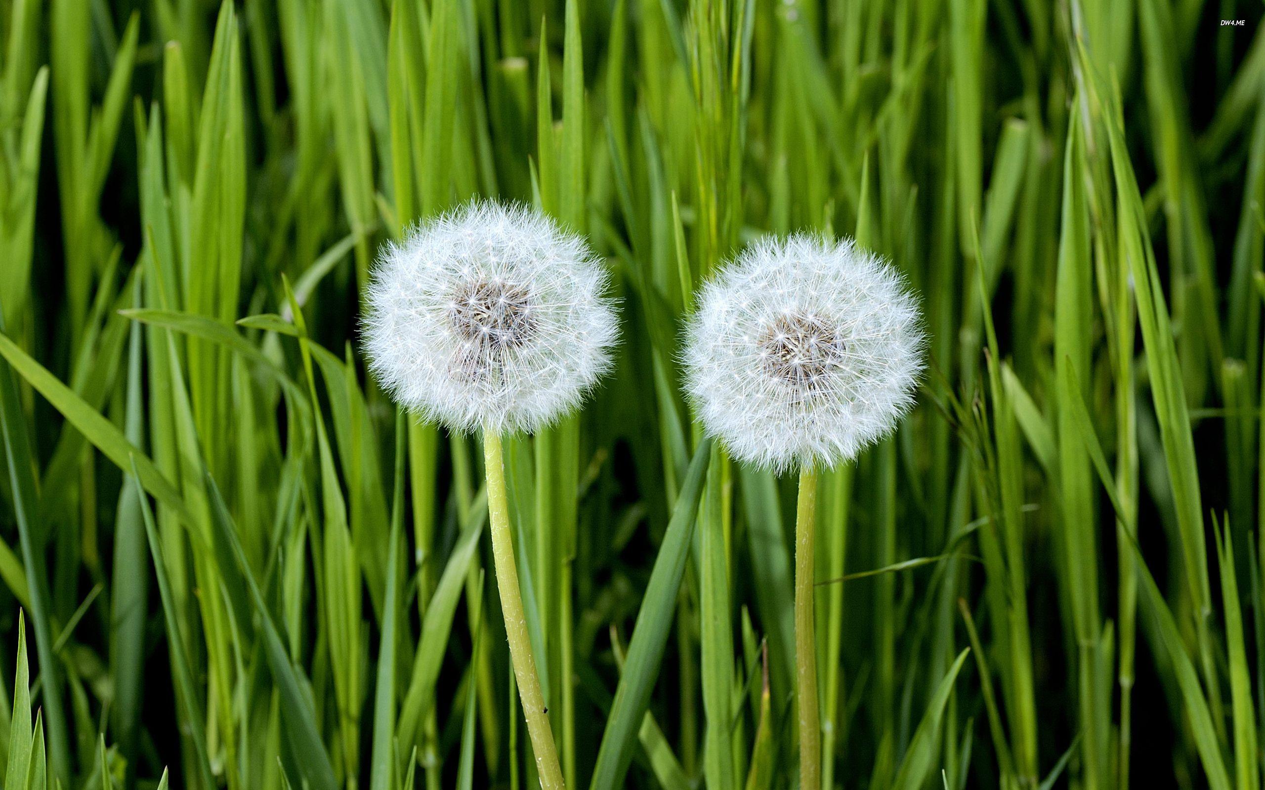 Dandelions Wallpapers Wallpaper Cave