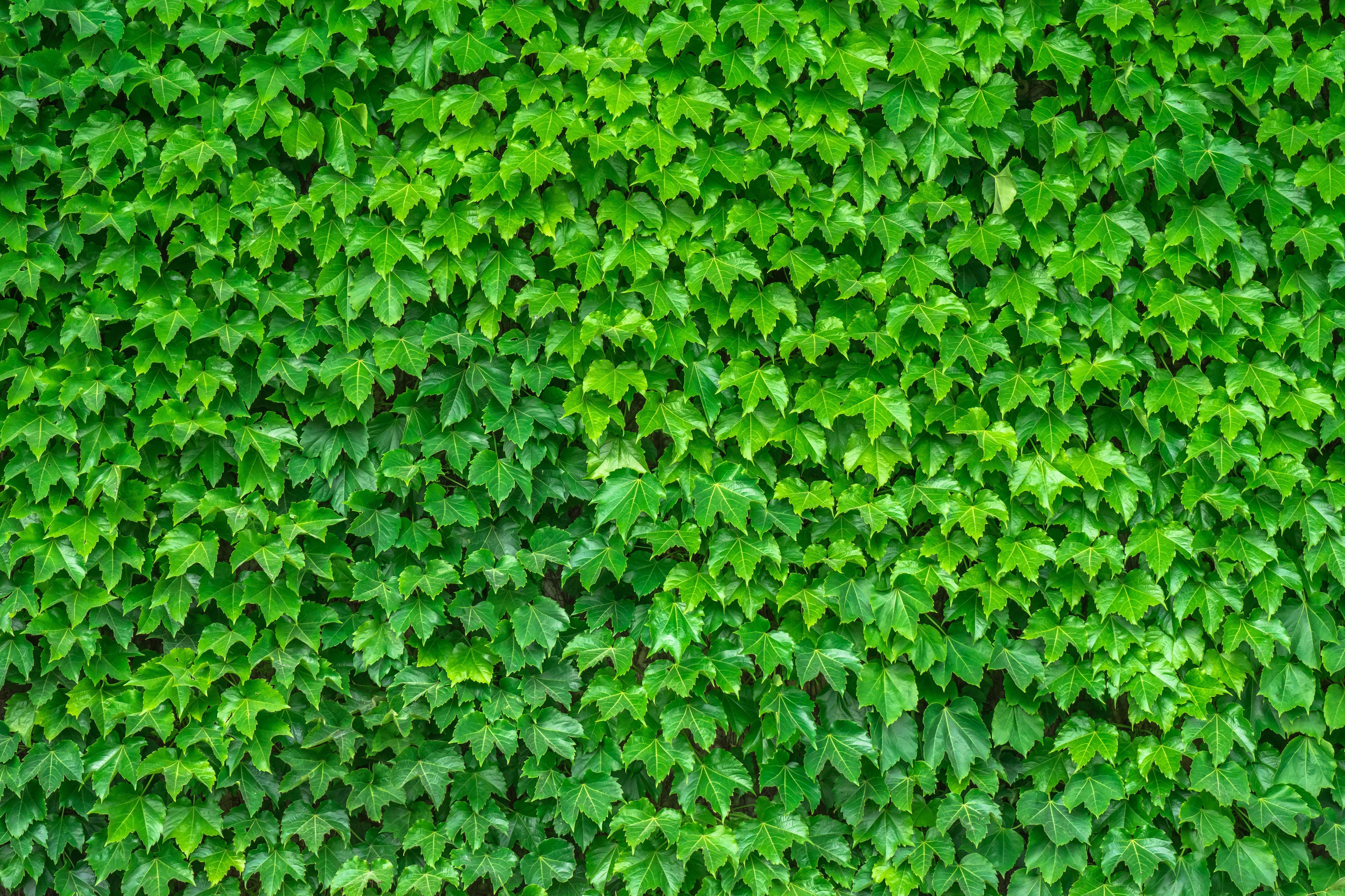 Leafy Wallpapers Wallpaper Cave