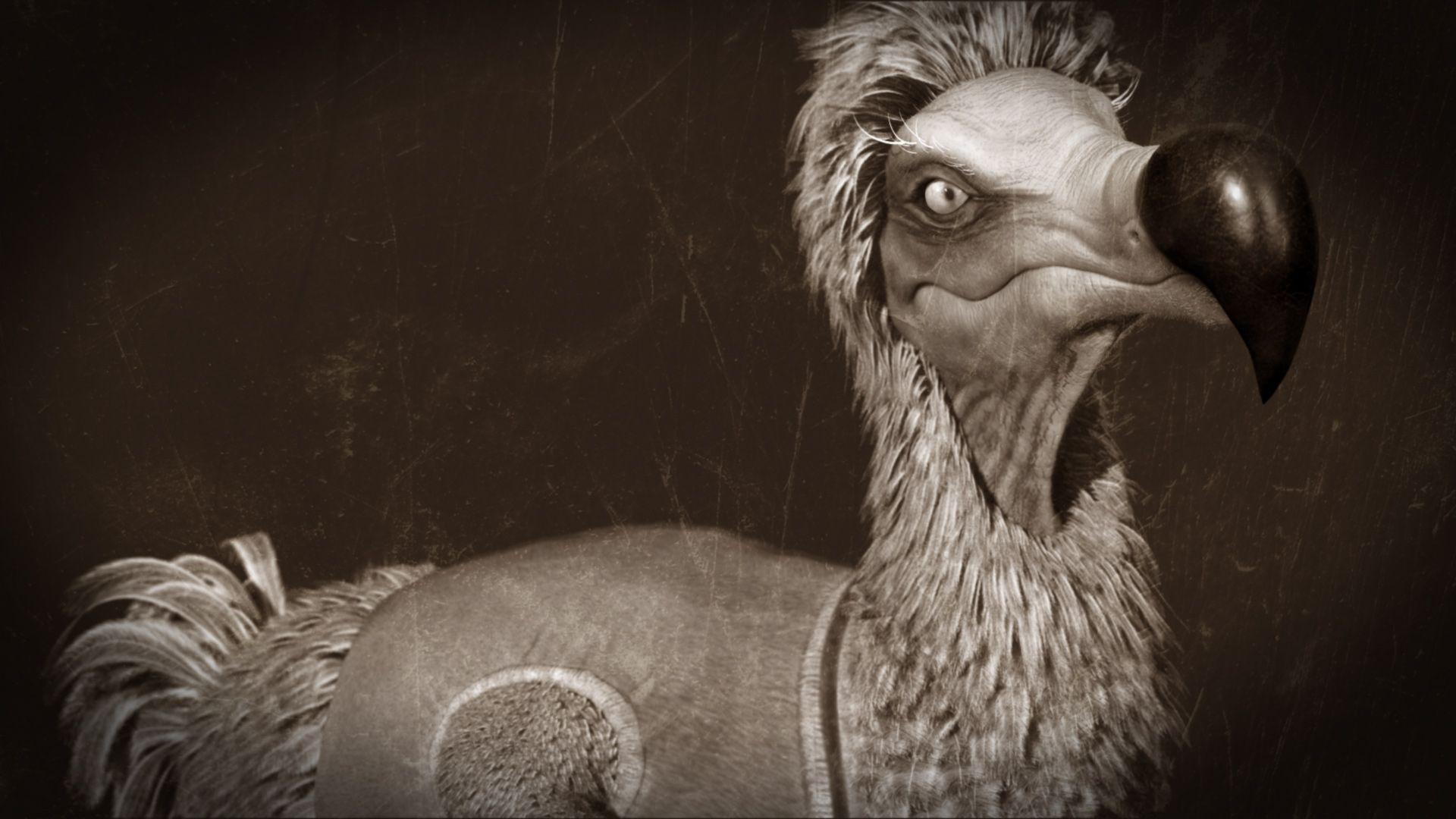 Dodo Wallpapers Wallpaper Cave