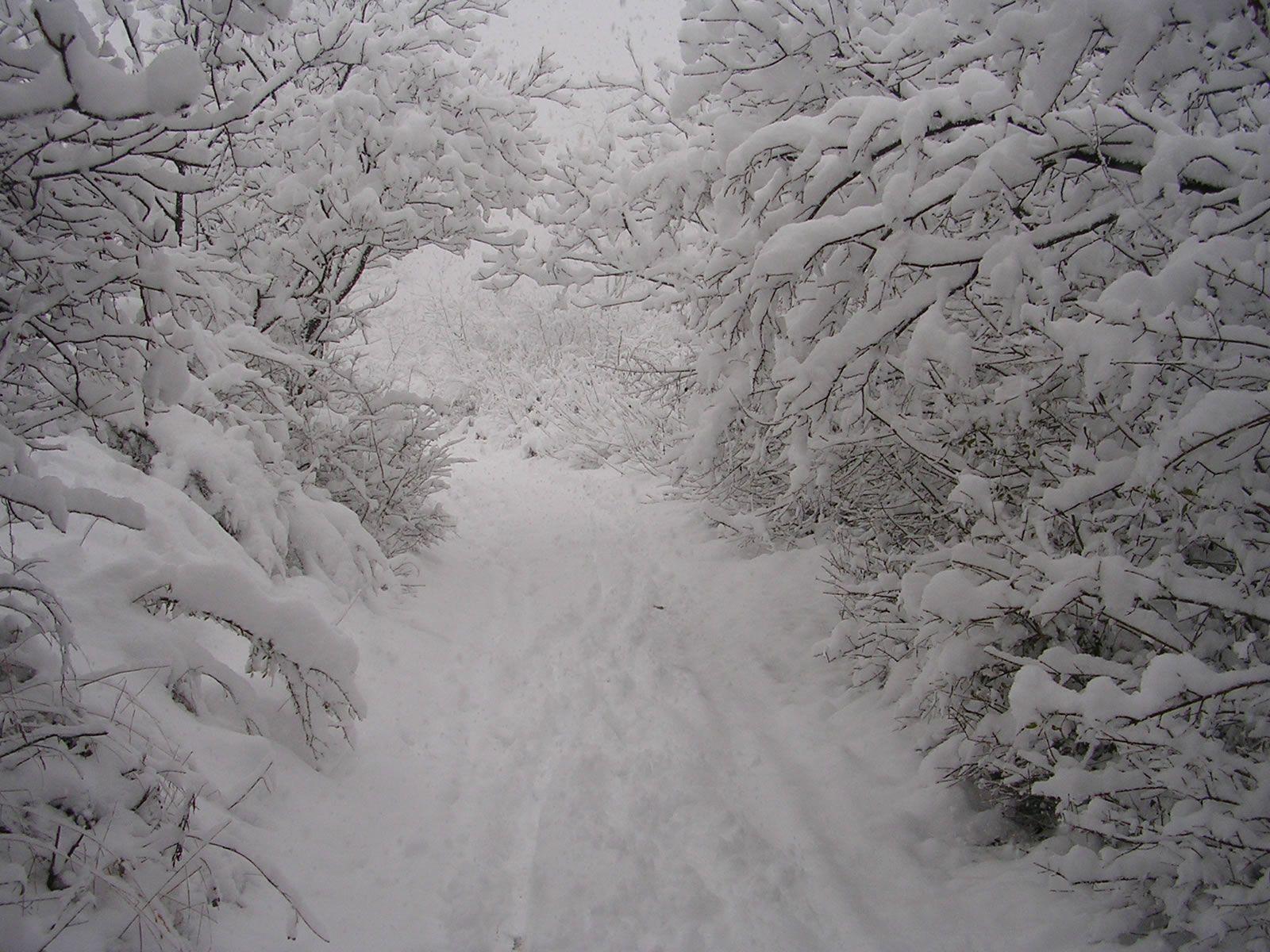 Thick Wallpapers Wallpaper Cave