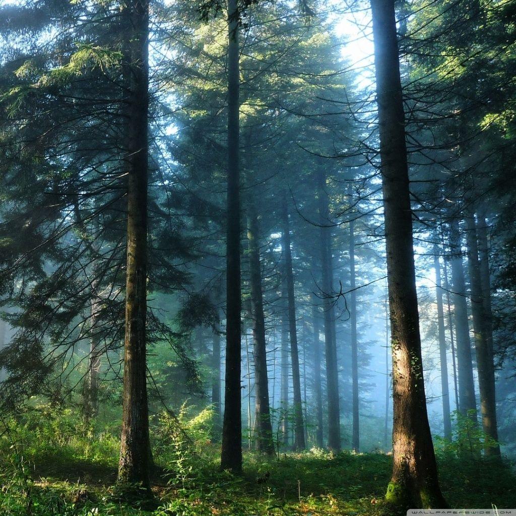 Thick Wallpapers Wallpaper Cave