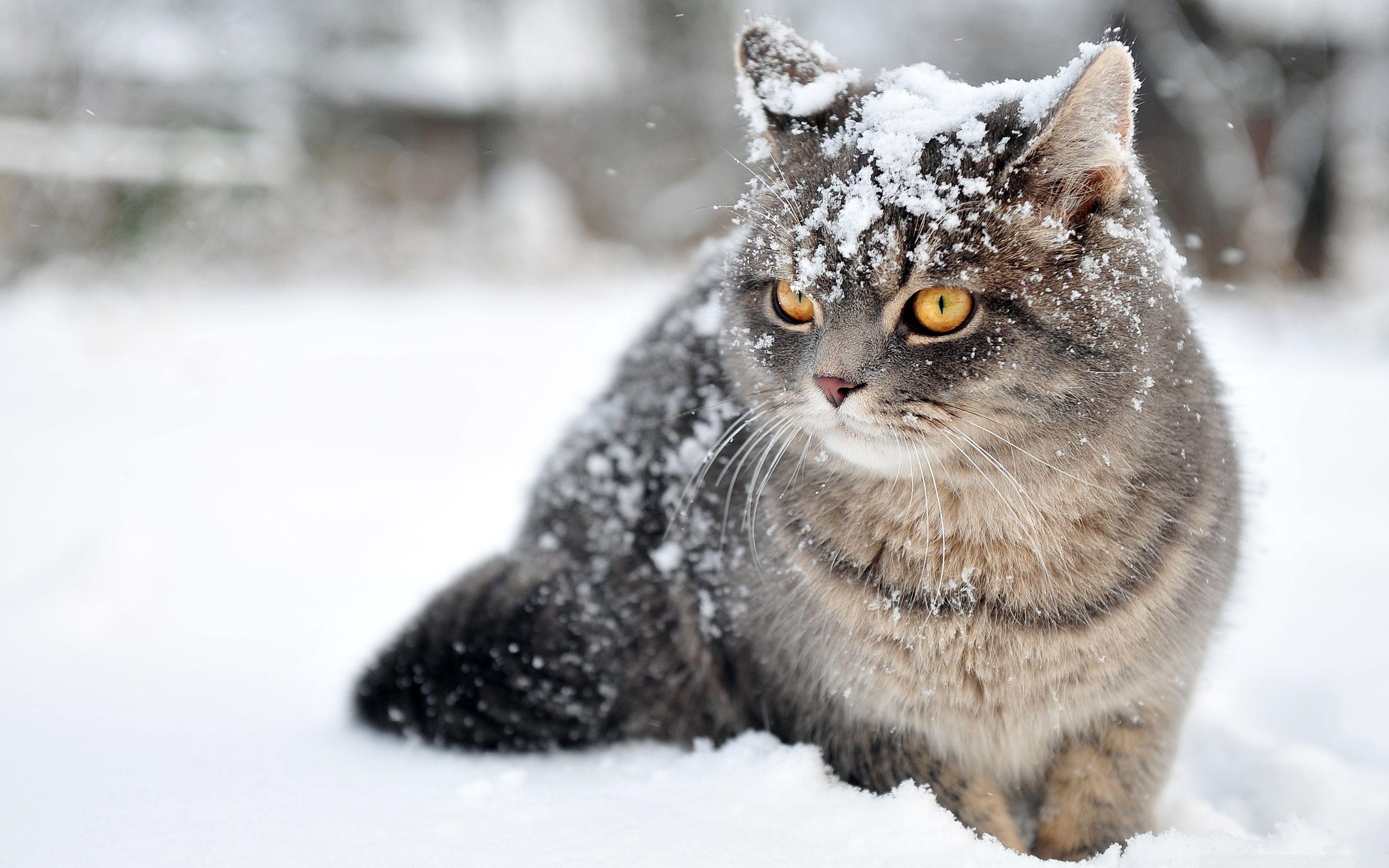 Winter Animals Wallpapers Wallpaper Cave
