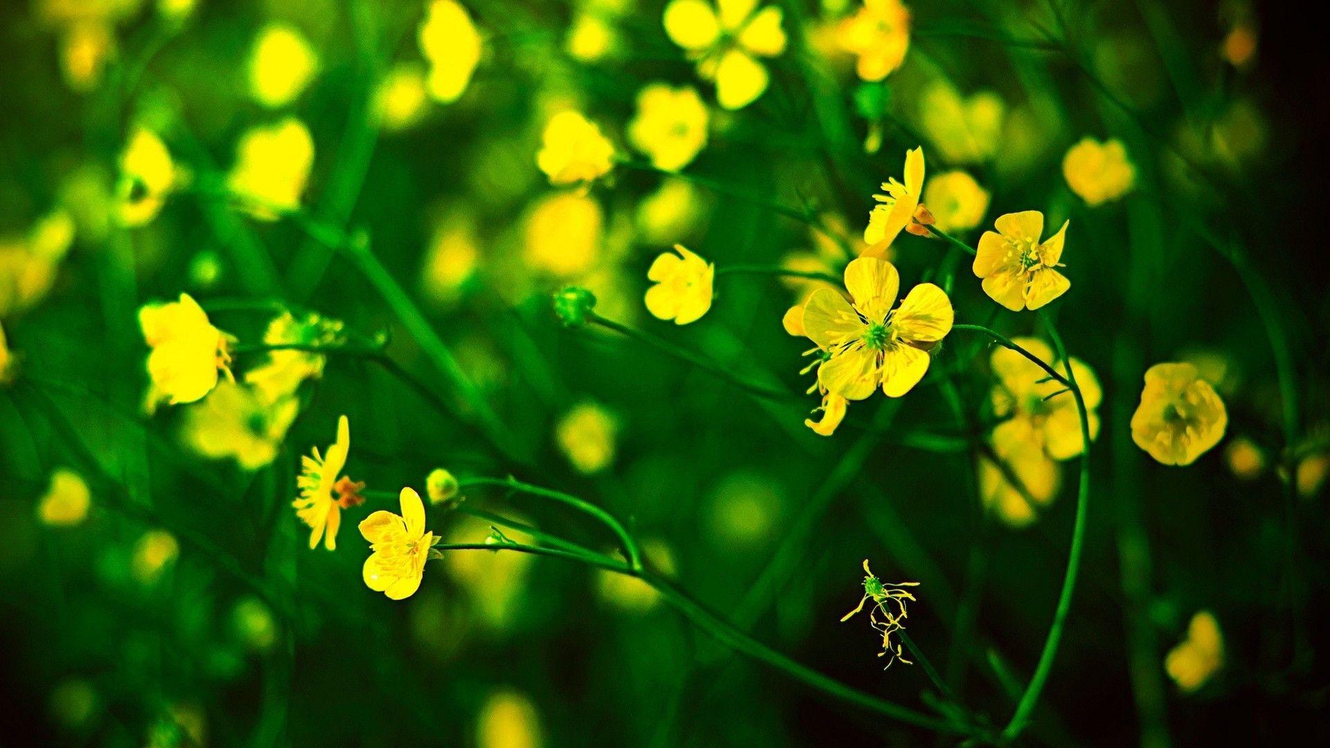 Yellow Nature Wallpapers Wallpaper Cave