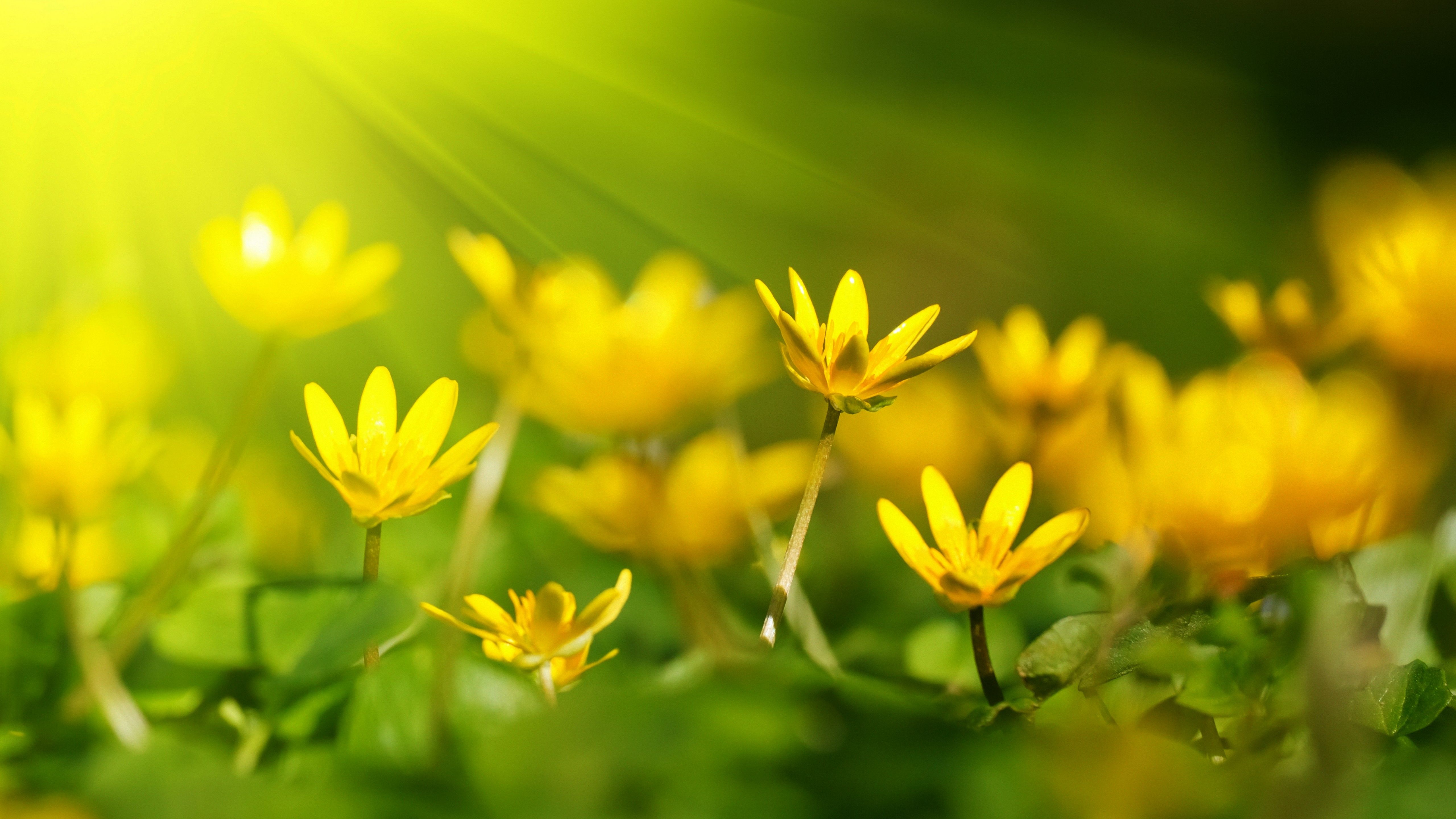 Yellow Nature Wallpapers Wallpaper Cave