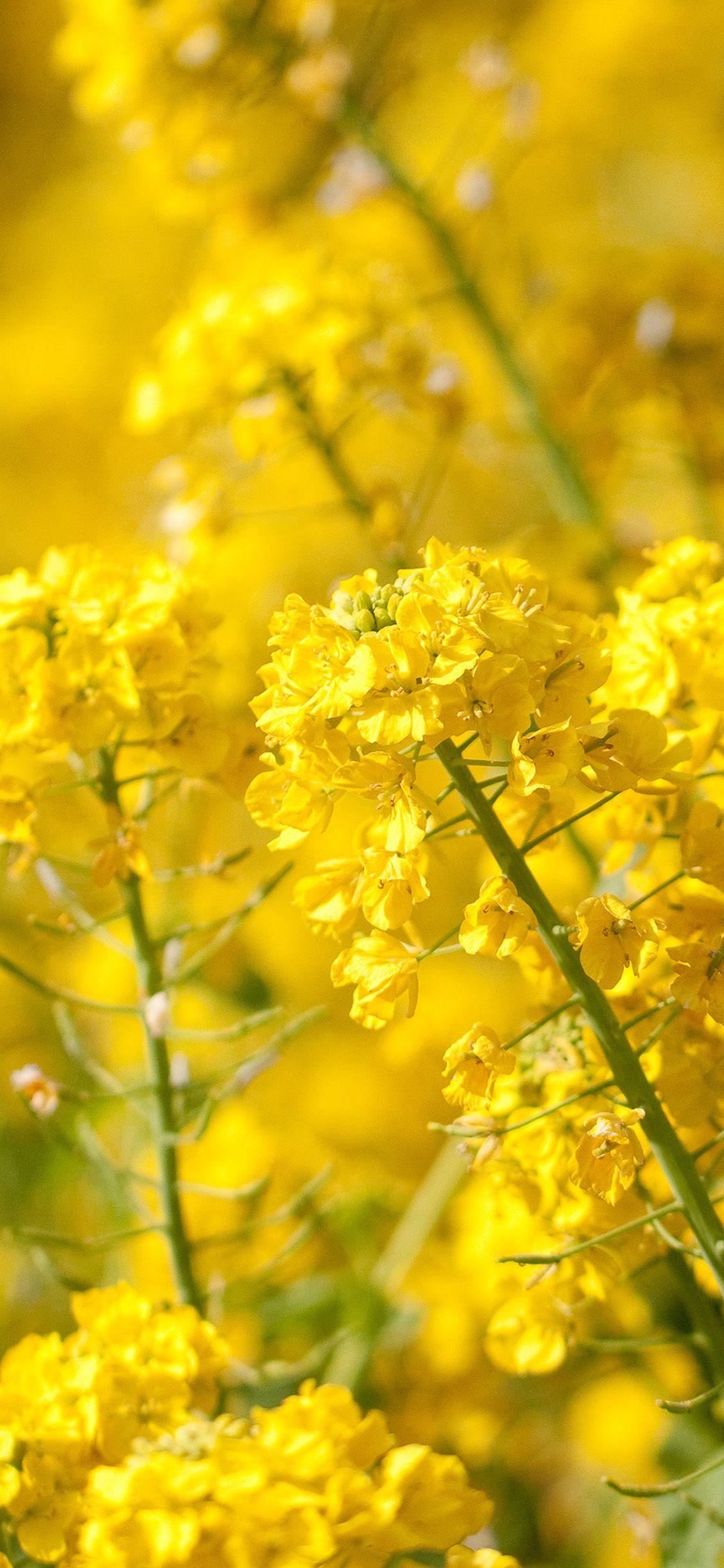 Iphone Xr Yellow Wallpaper 4K We have 84+ amazing background pictures