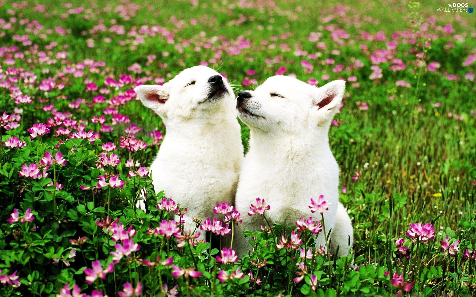 White Dogs Wallpapers Wallpaper Cave