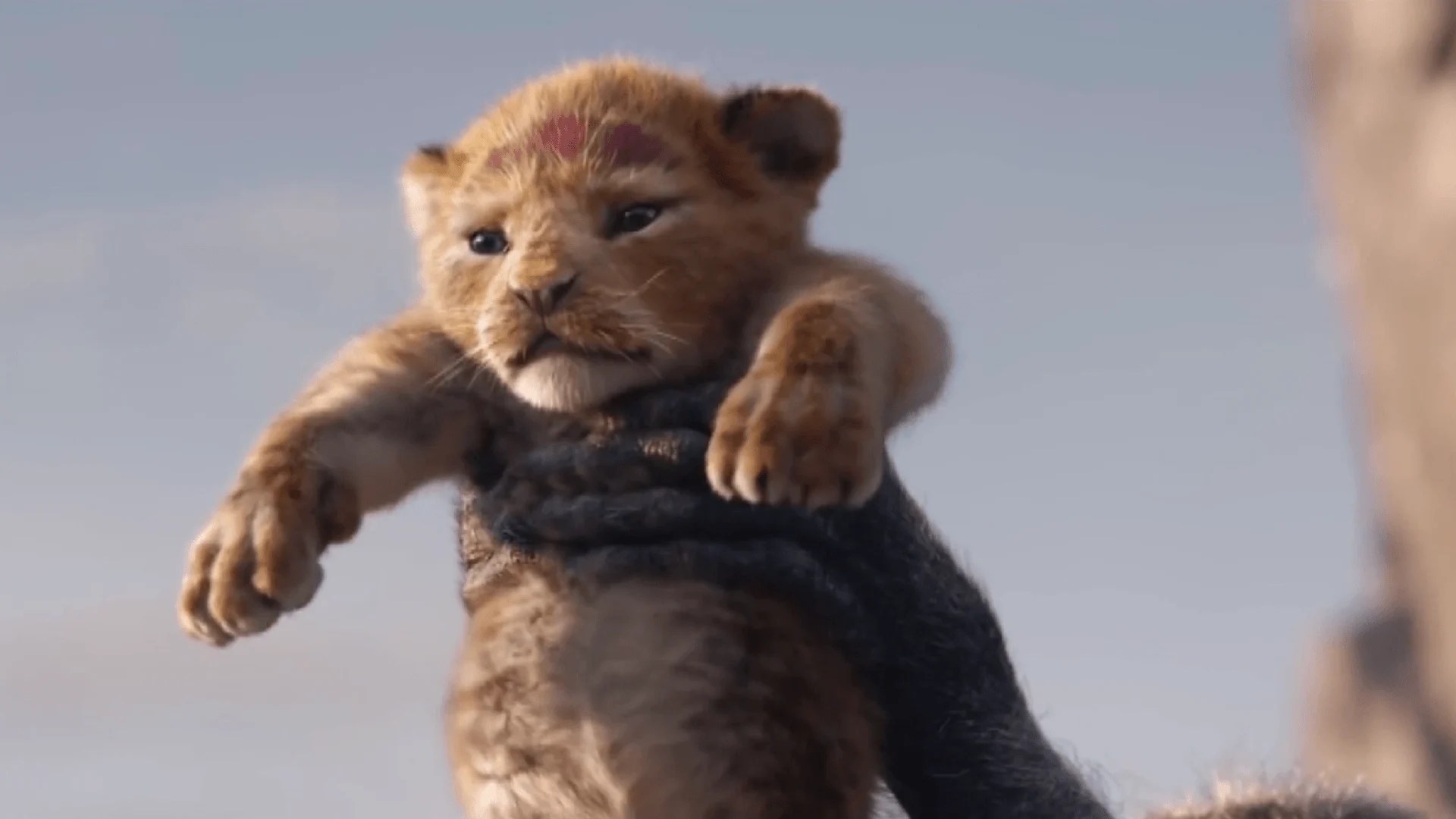 31+ Lion King Wallpaper Hd 1080P