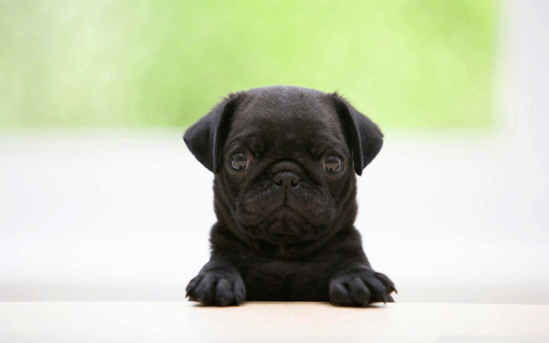 Pug Puppy Wallpapers HD Wallpaper Cave