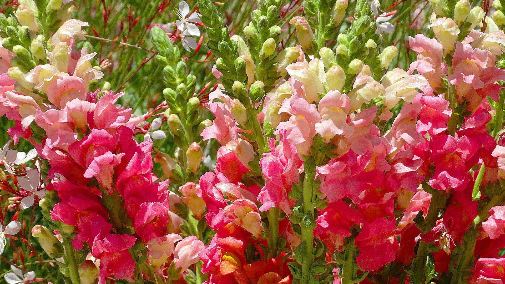 Snapdragon Wallpapers Wallpaper Cave