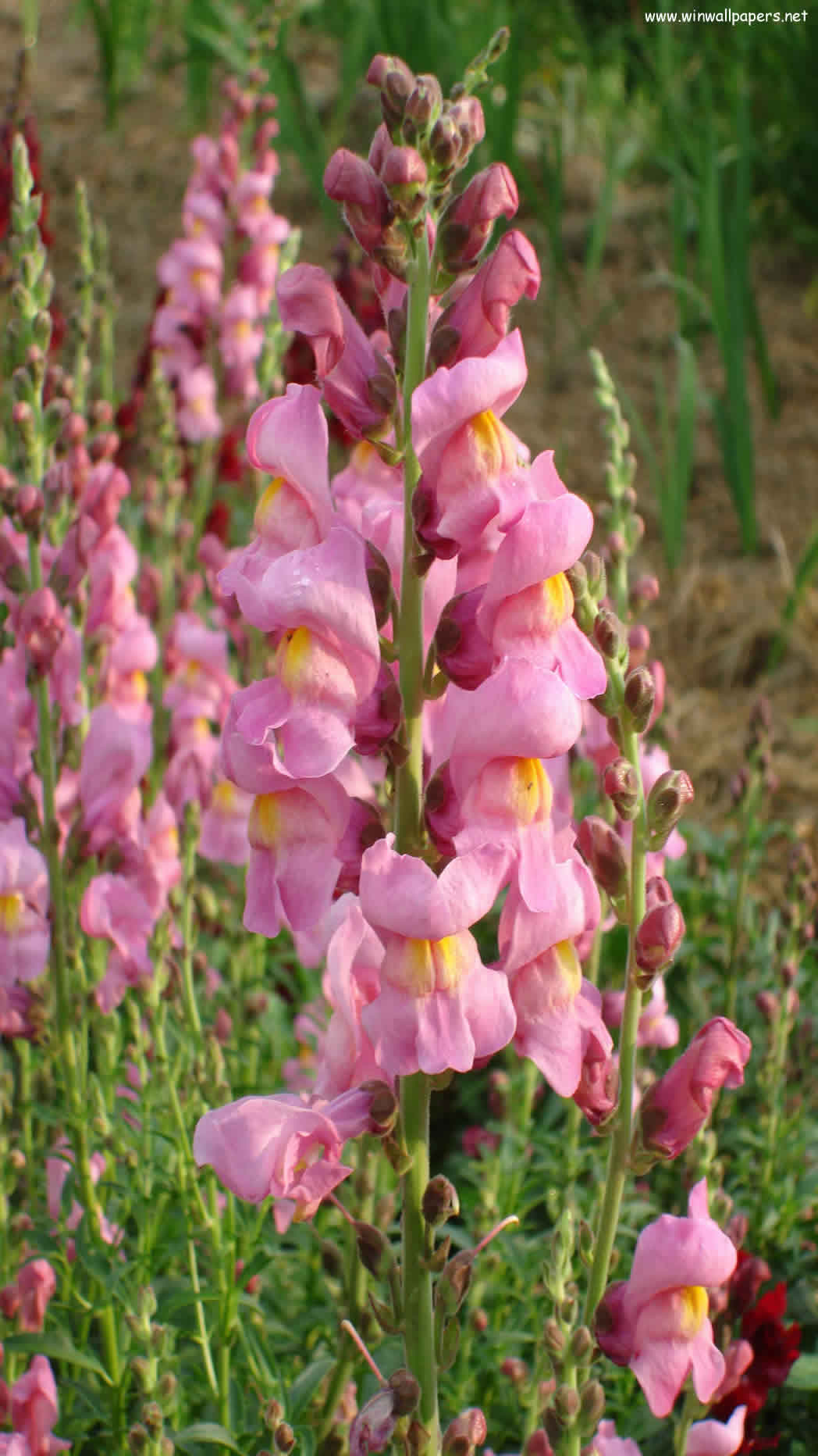 Snapdragon Wallpapers Wallpaper Cave