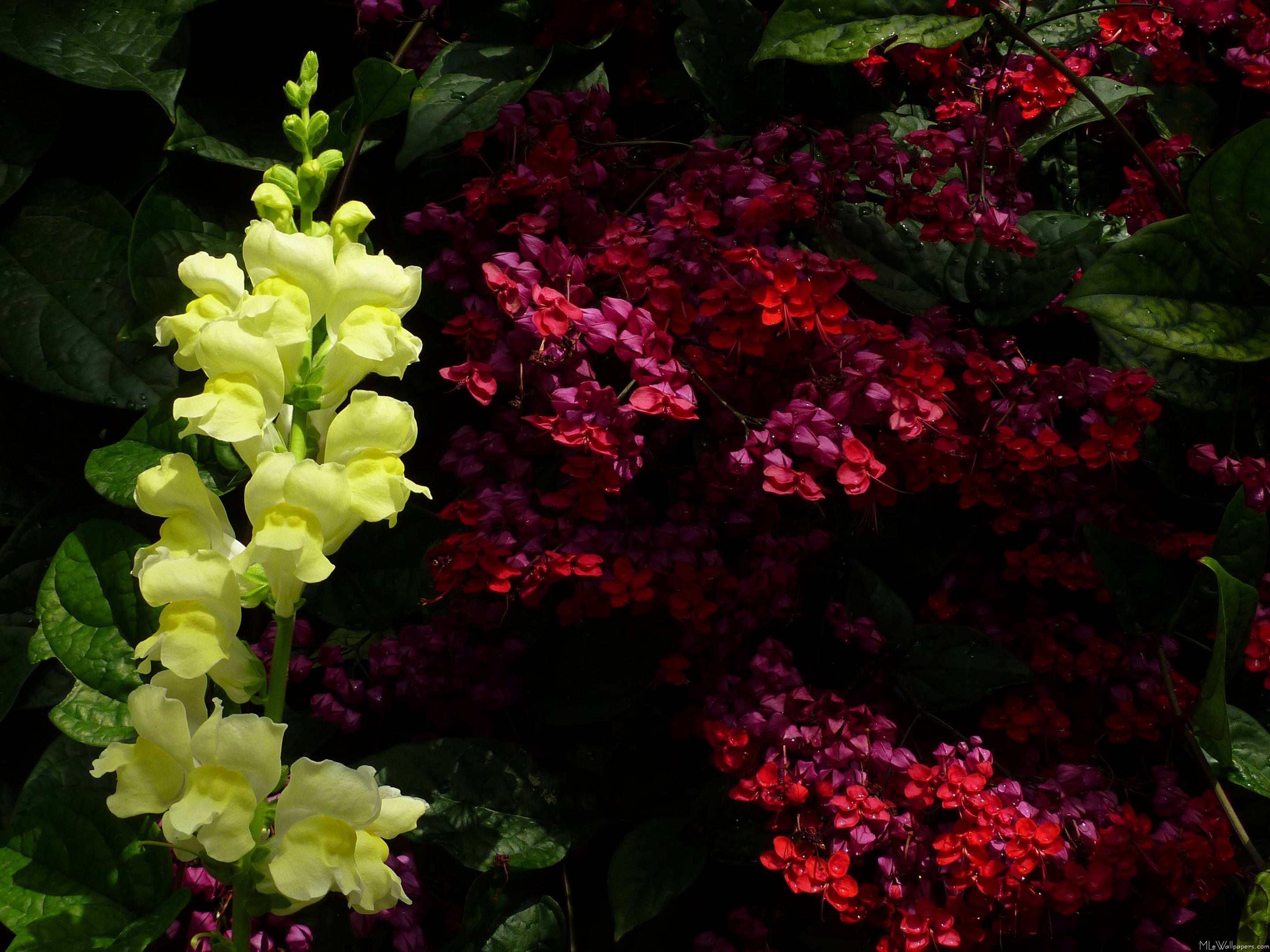 Snapdragon Wallpapers Wallpaper Cave