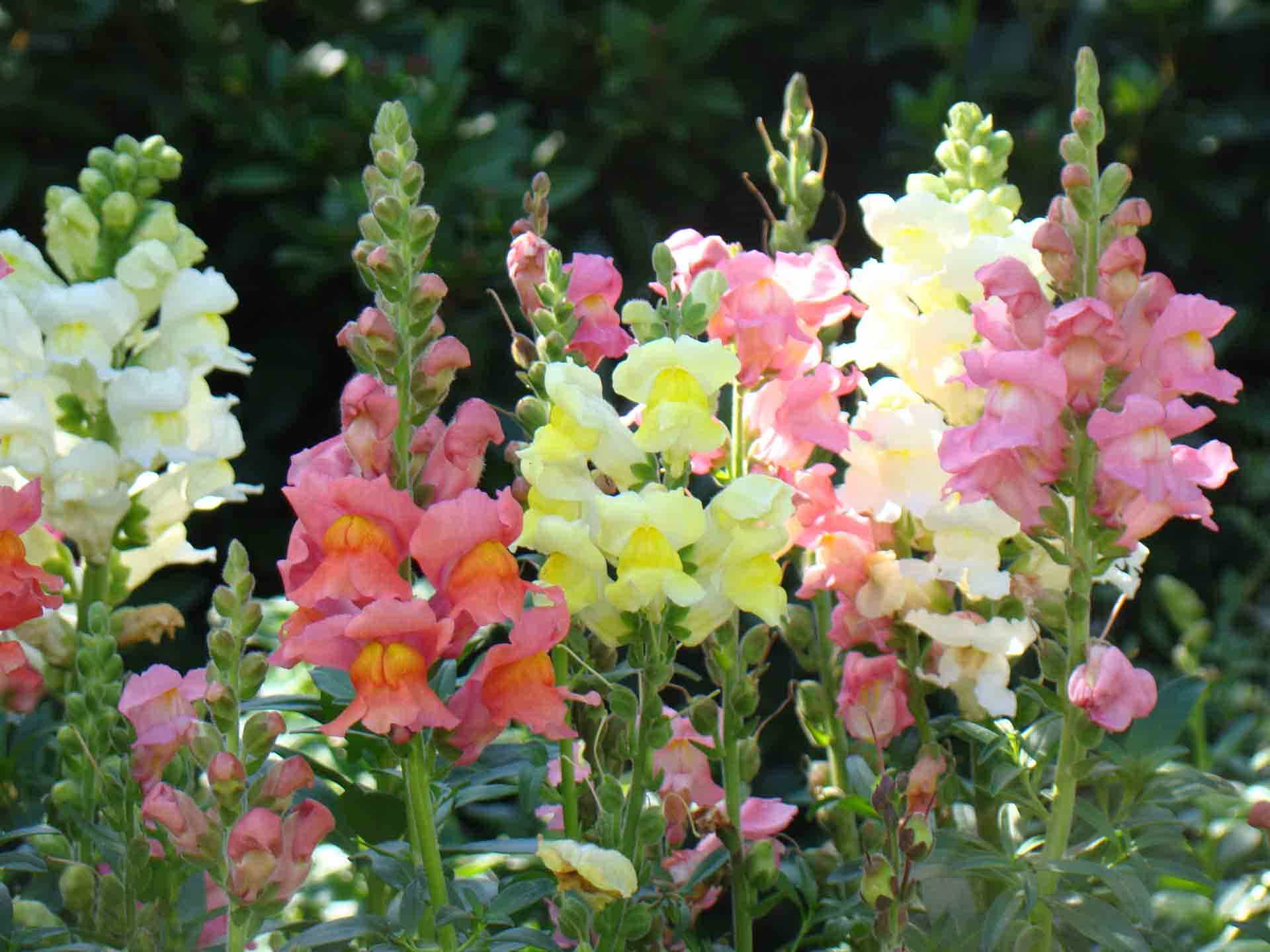 Snapdragon Wallpapers Wallpaper Cave