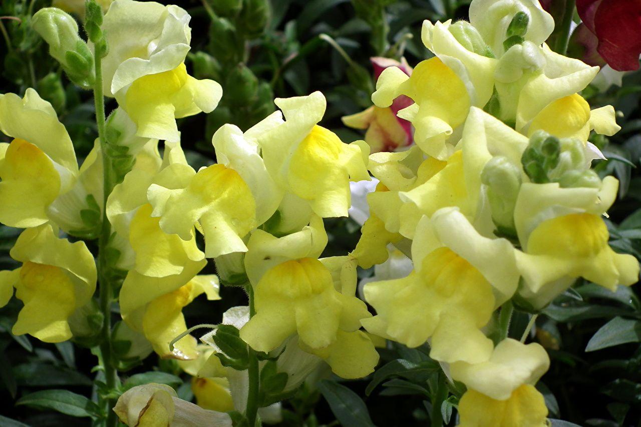 Snapdragon Wallpapers Wallpaper Cave