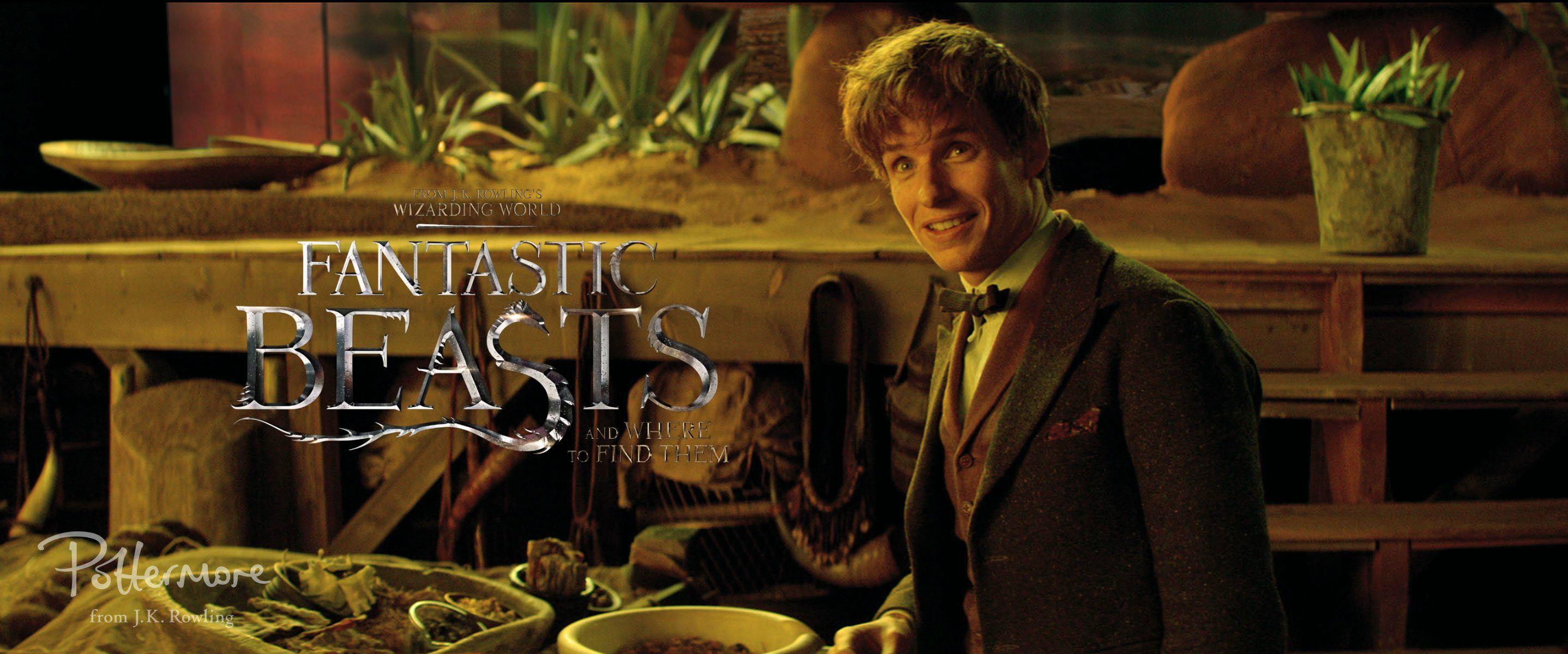 Newt Scamander Wallpapers Wallpaper Cave
