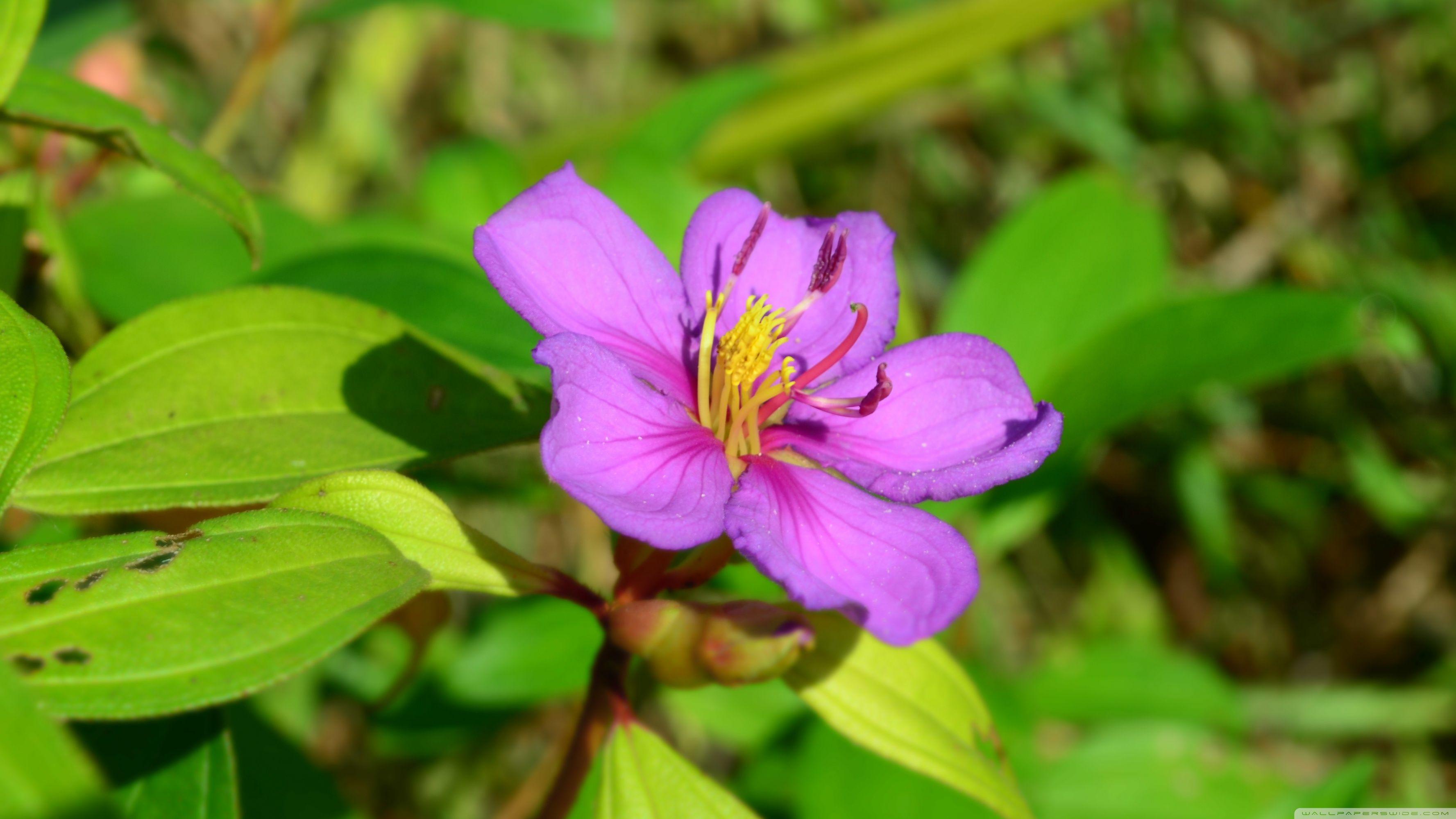 Sample Wallpapers Wallpaper Cave