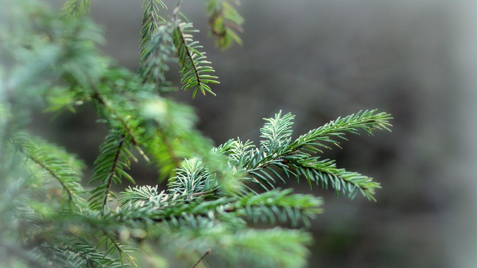 Branch Christmas Wallpapers Wallpaper Cave