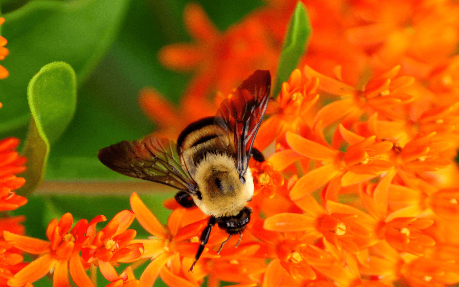 Bumblebee Insect Wallpapers Wallpaper Cave
