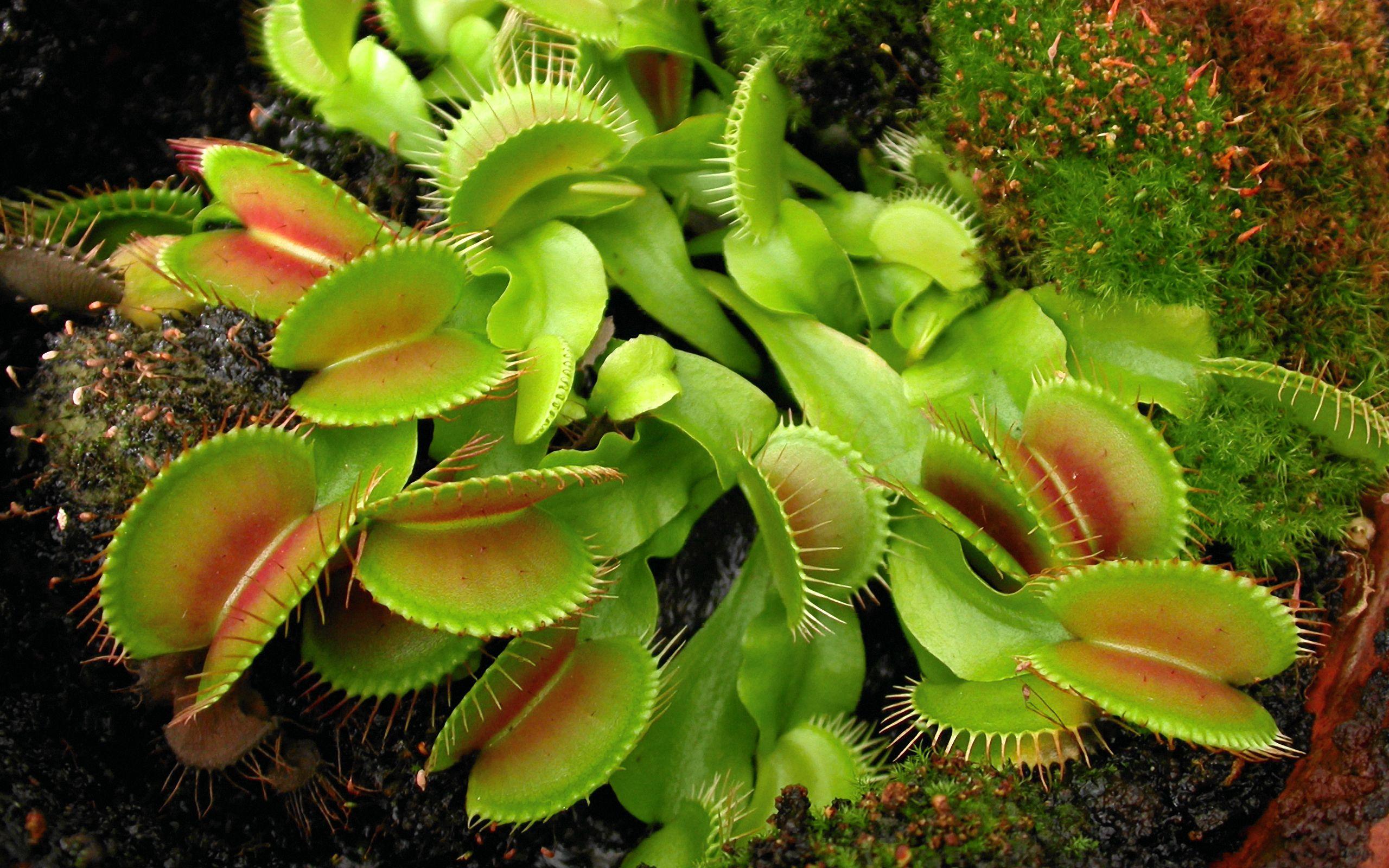 Insectivorous Plant Wallpapers Wallpaper Cave