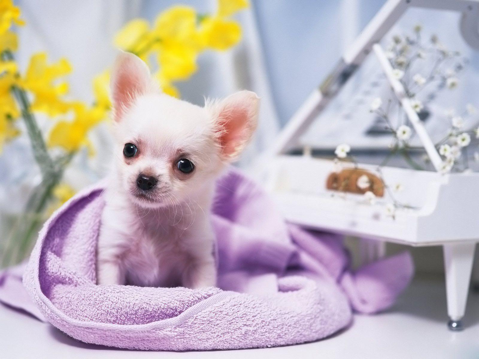 Small Dogs Wallpapers Wallpaper Cave