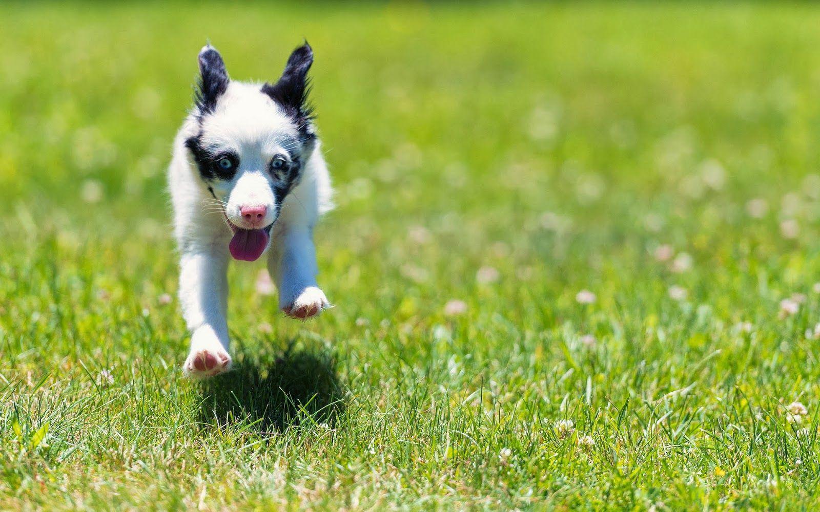 Small Dogs Wallpapers Wallpaper Cave