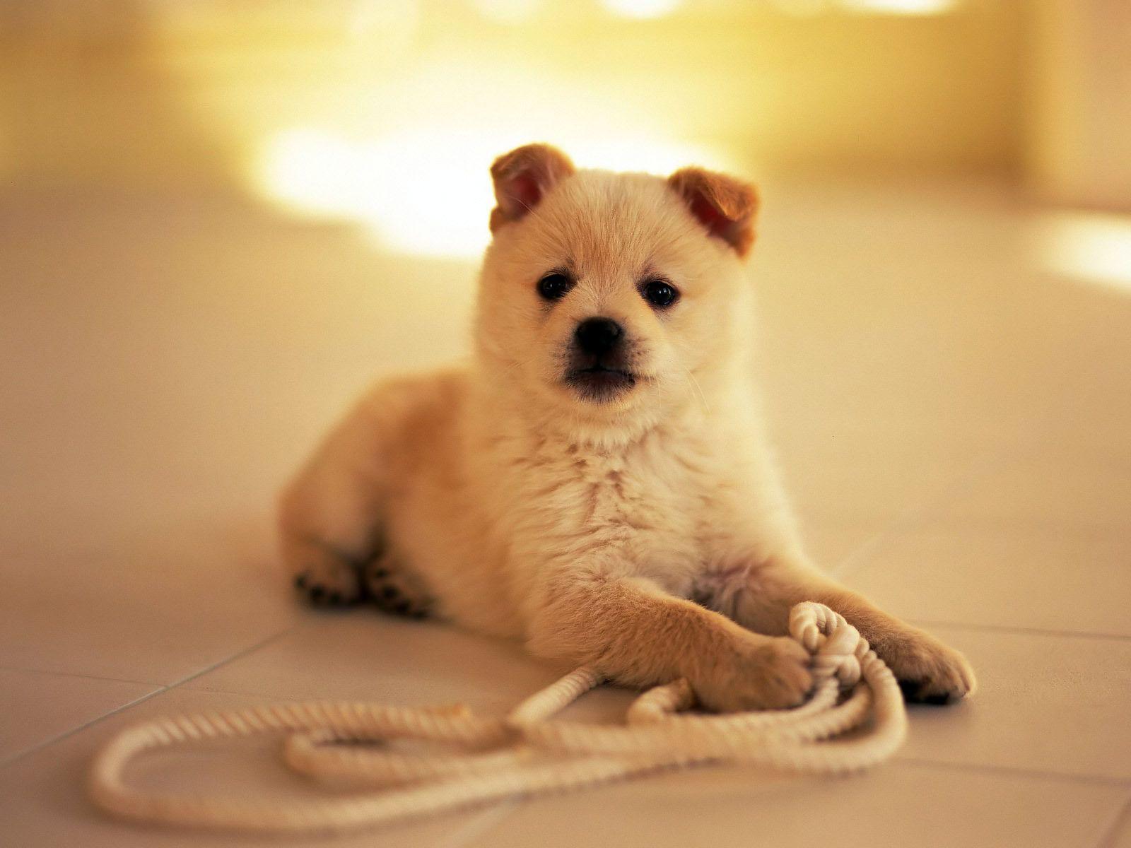 Small Dogs Wallpapers Wallpaper Cave