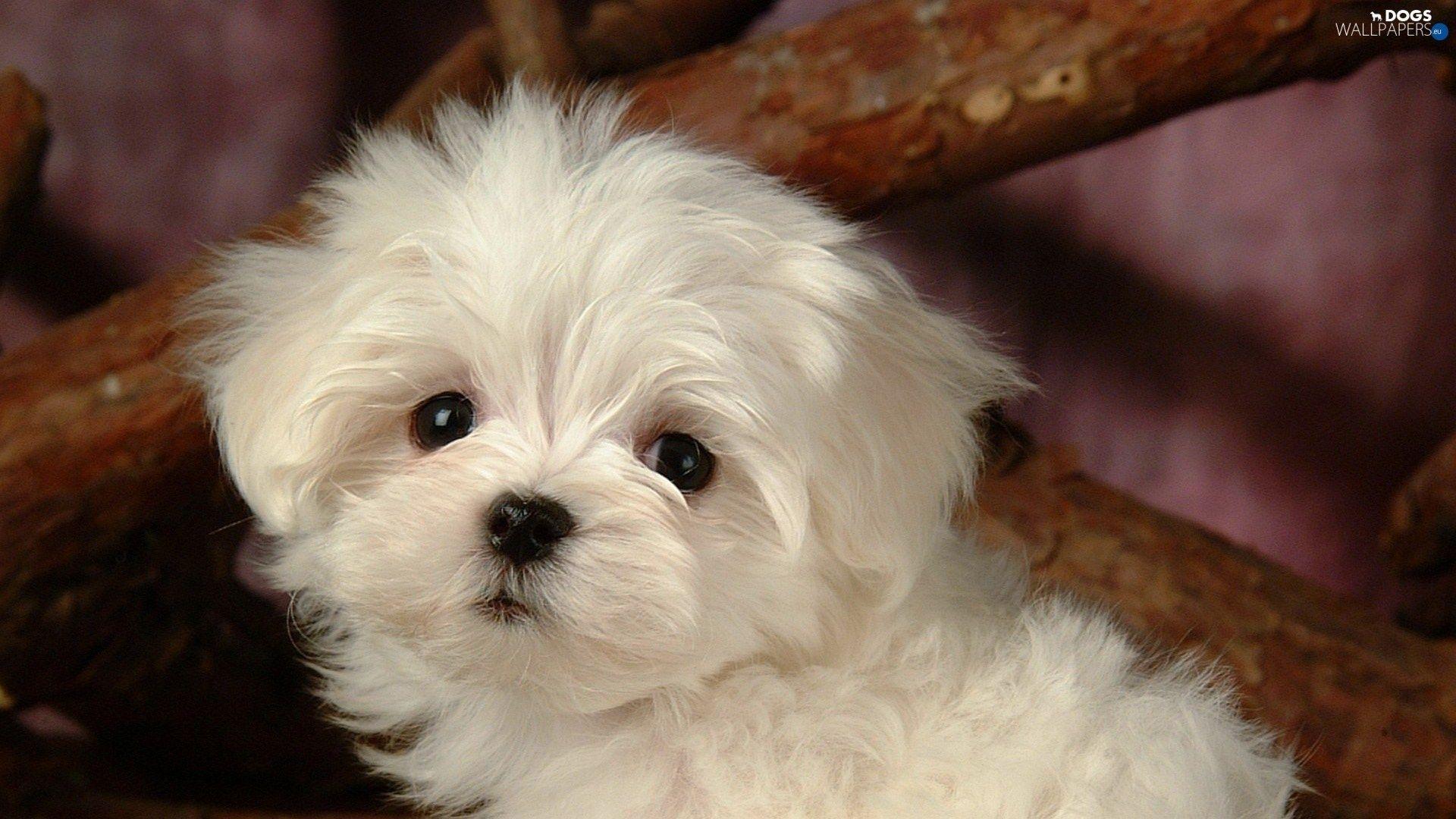 Small Dogs Wallpapers Wallpaper Cave