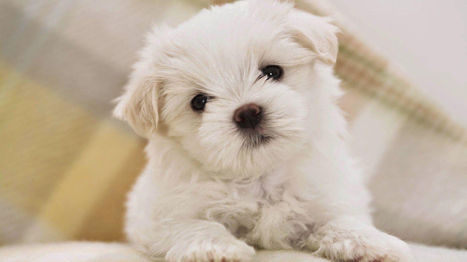 Small Dogs Wallpapers Wallpaper Cave