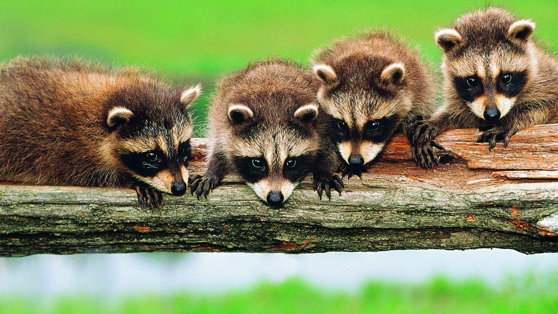 Are Racoons Nice at Inez Hume blog