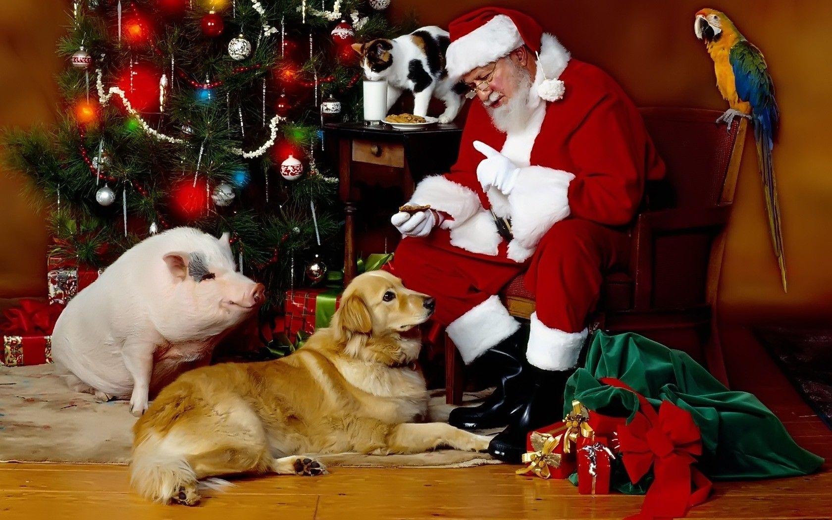 Cat And Dog Christmas Wallpapers Wallpaper Cave