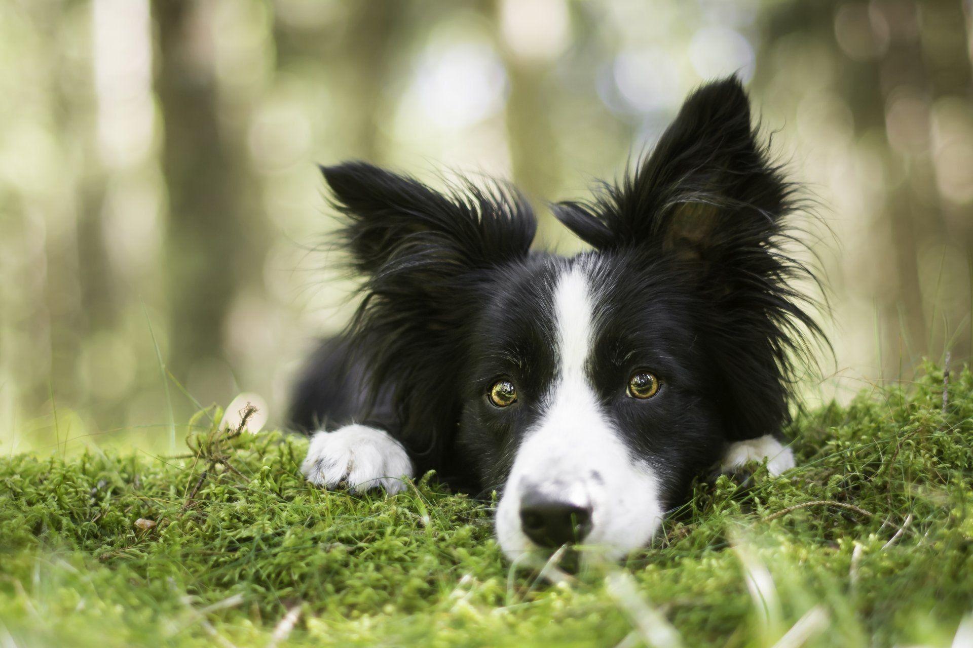 Border Collies Wallpapers Wallpaper Cave
