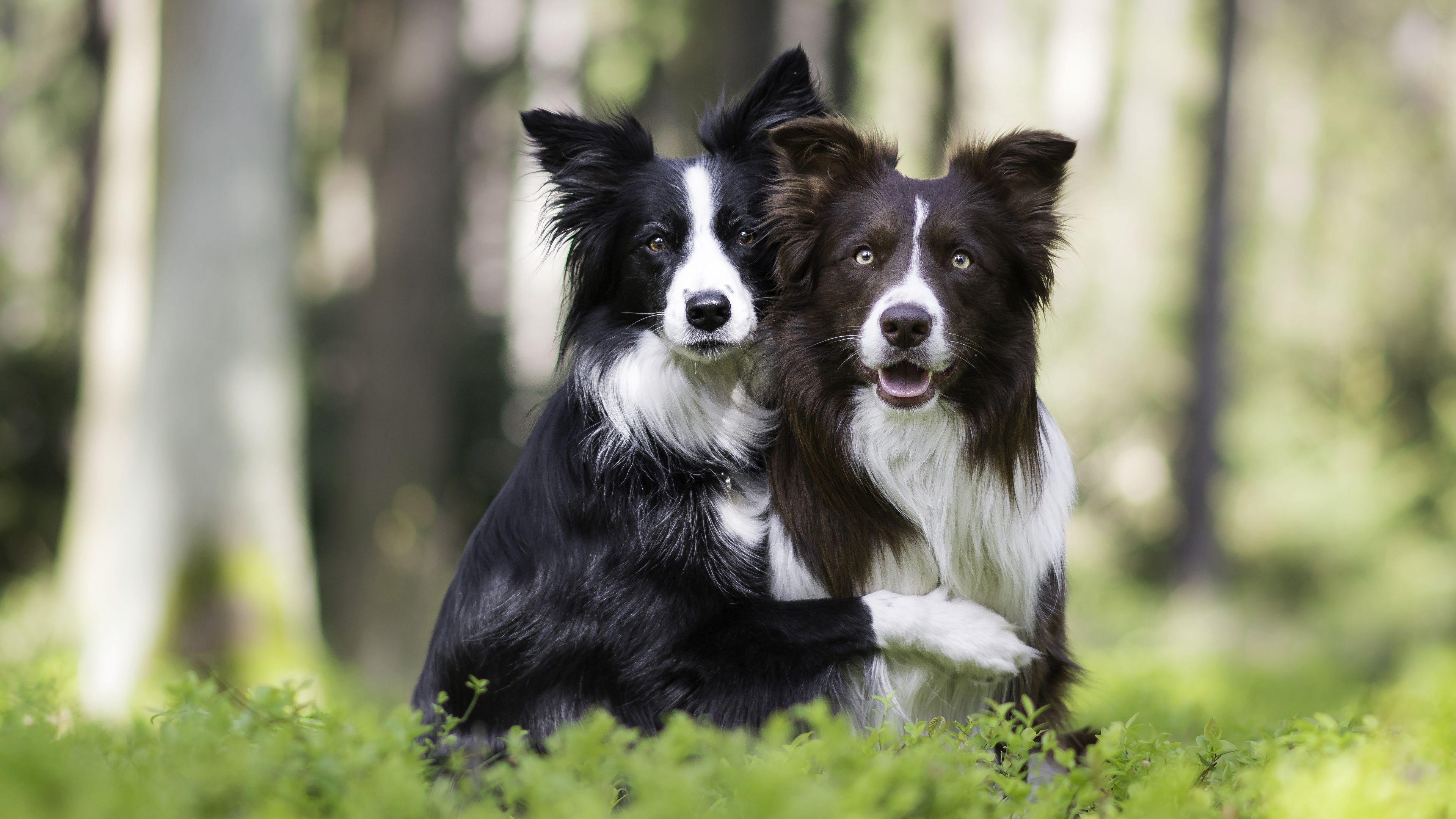 Border Collies Wallpapers Wallpaper Cave