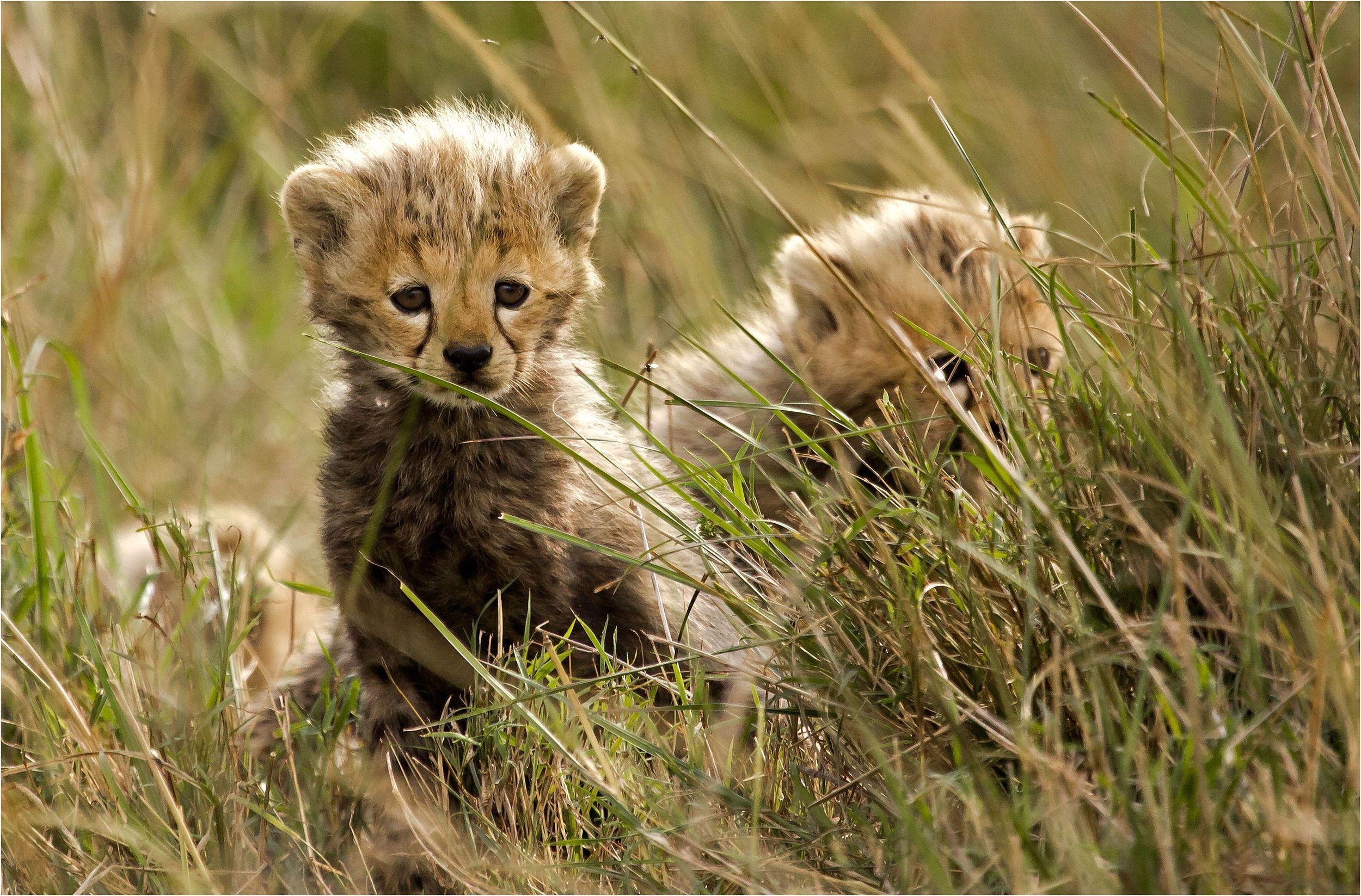 Cheetah Cubs Wallpapers Wallpaper Cave