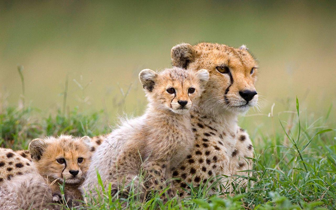 Cheetah Cubs Wallpapers Wallpaper Cave